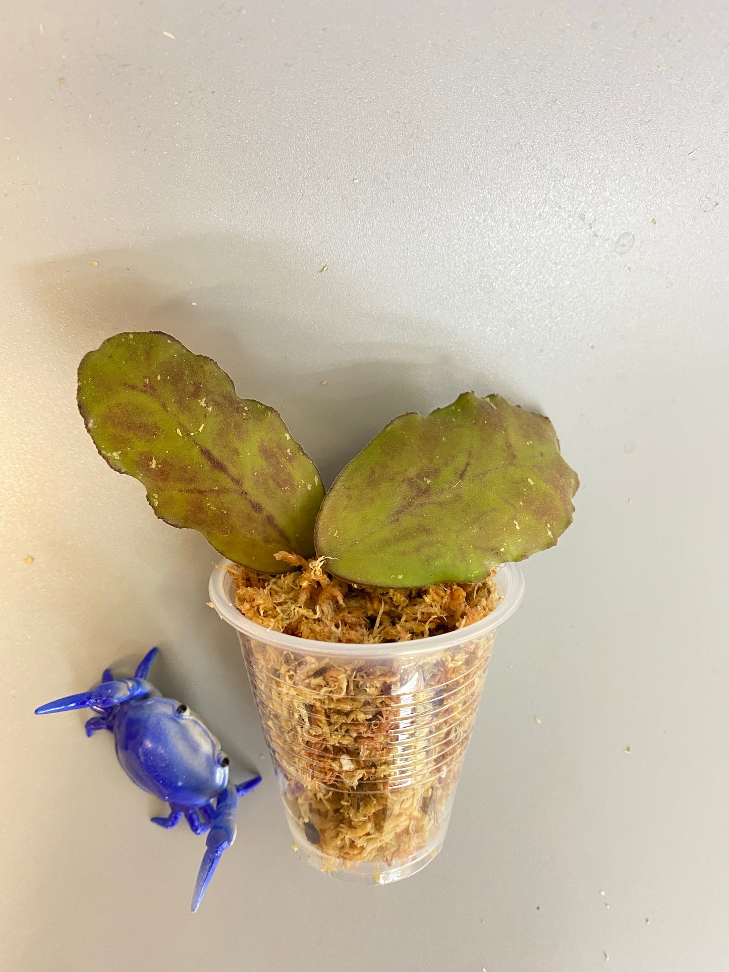 Hoya waymaniae borneo - unrooted