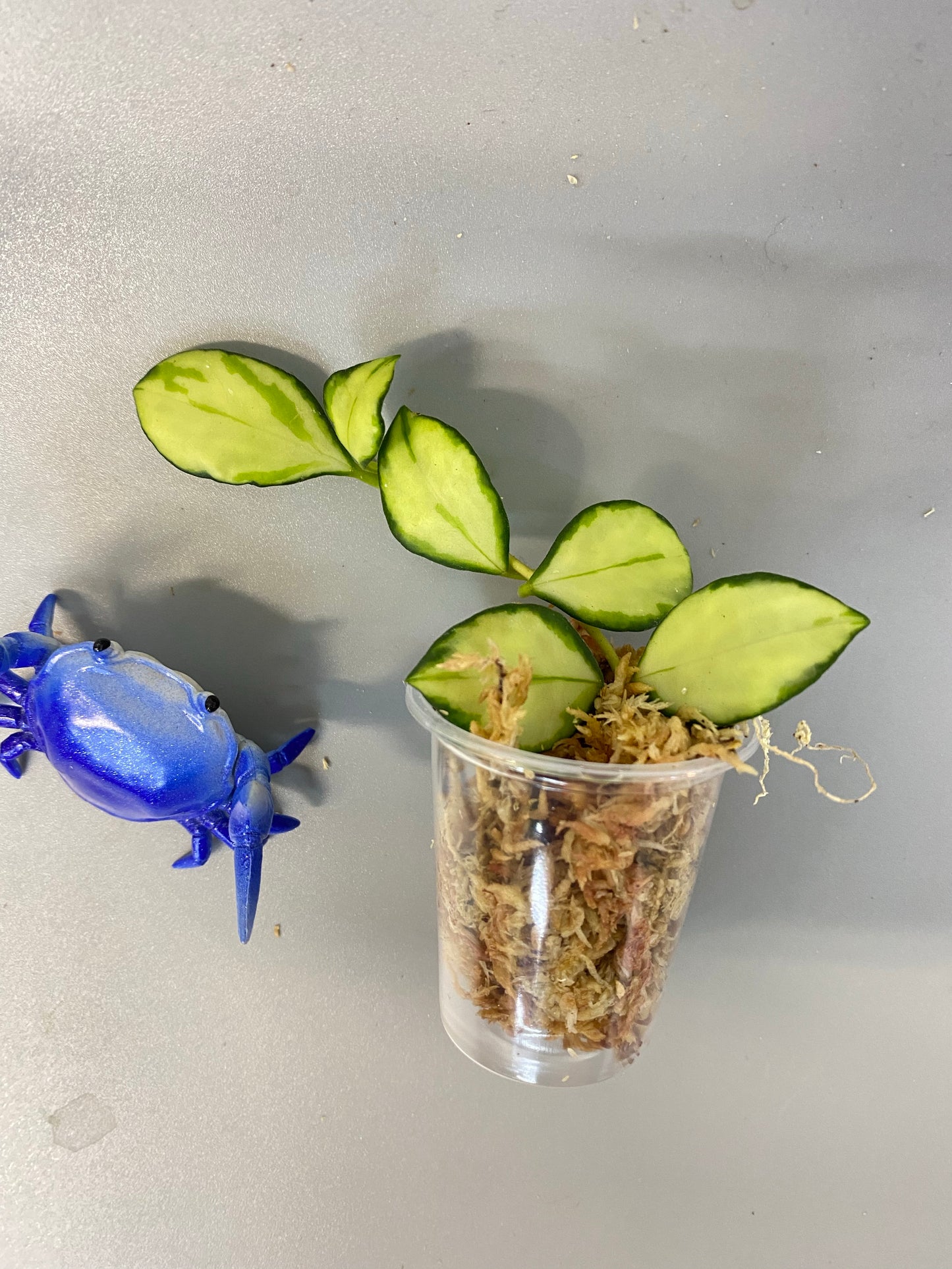 Hoya heuschkeliana variegated - unrooted