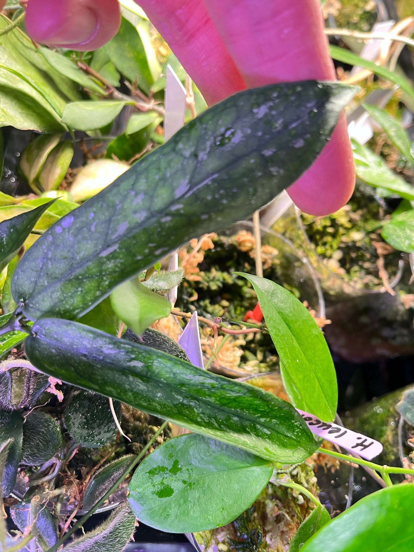 Hoya pandurata with splash - fresh cut - Unrooted
