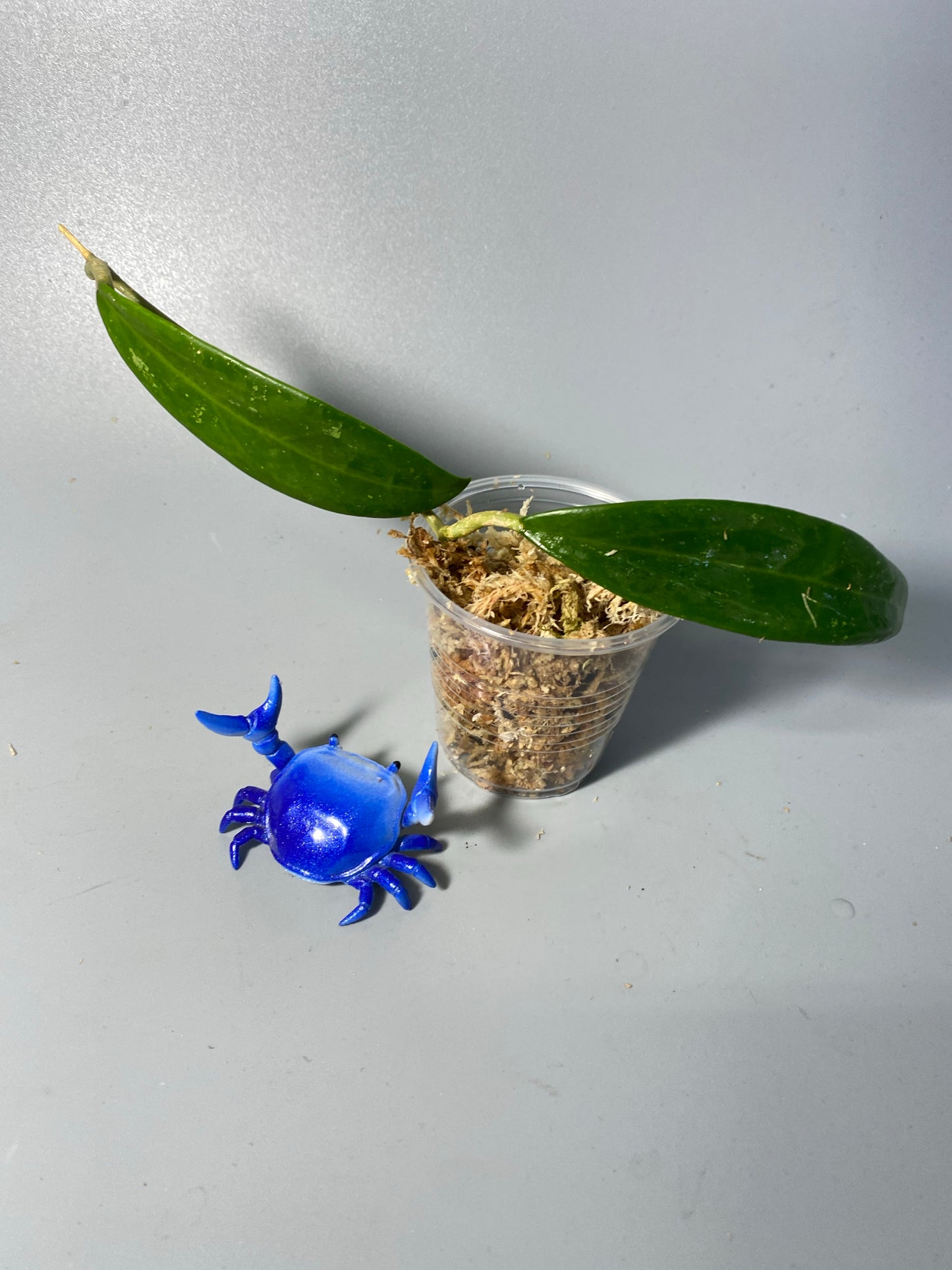 Hoya sp Burma - unrooted