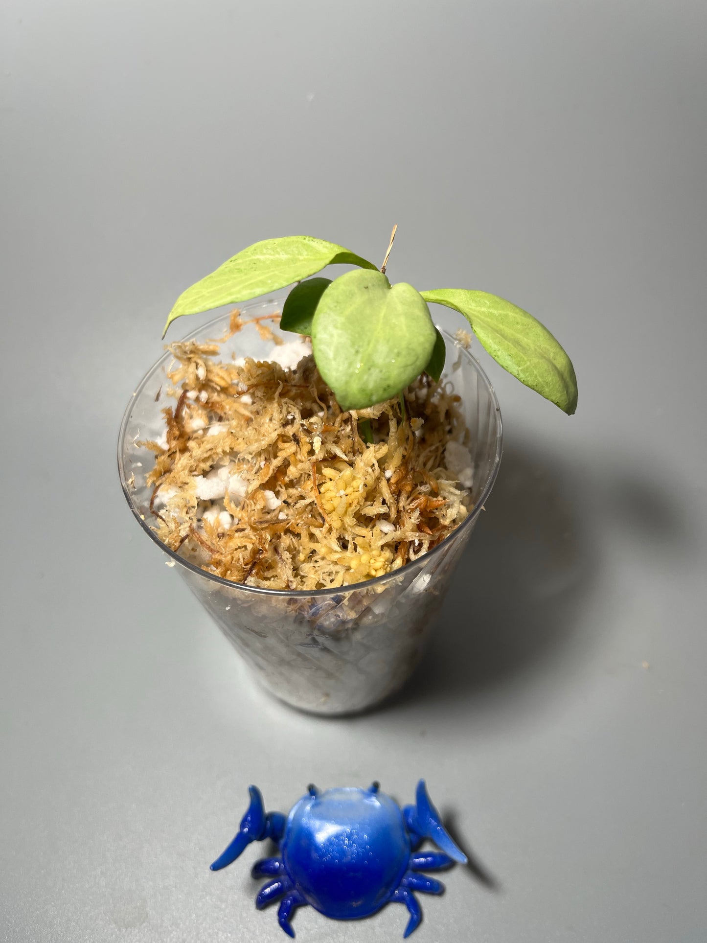 Hoya New Guinea ghost - Unrooted