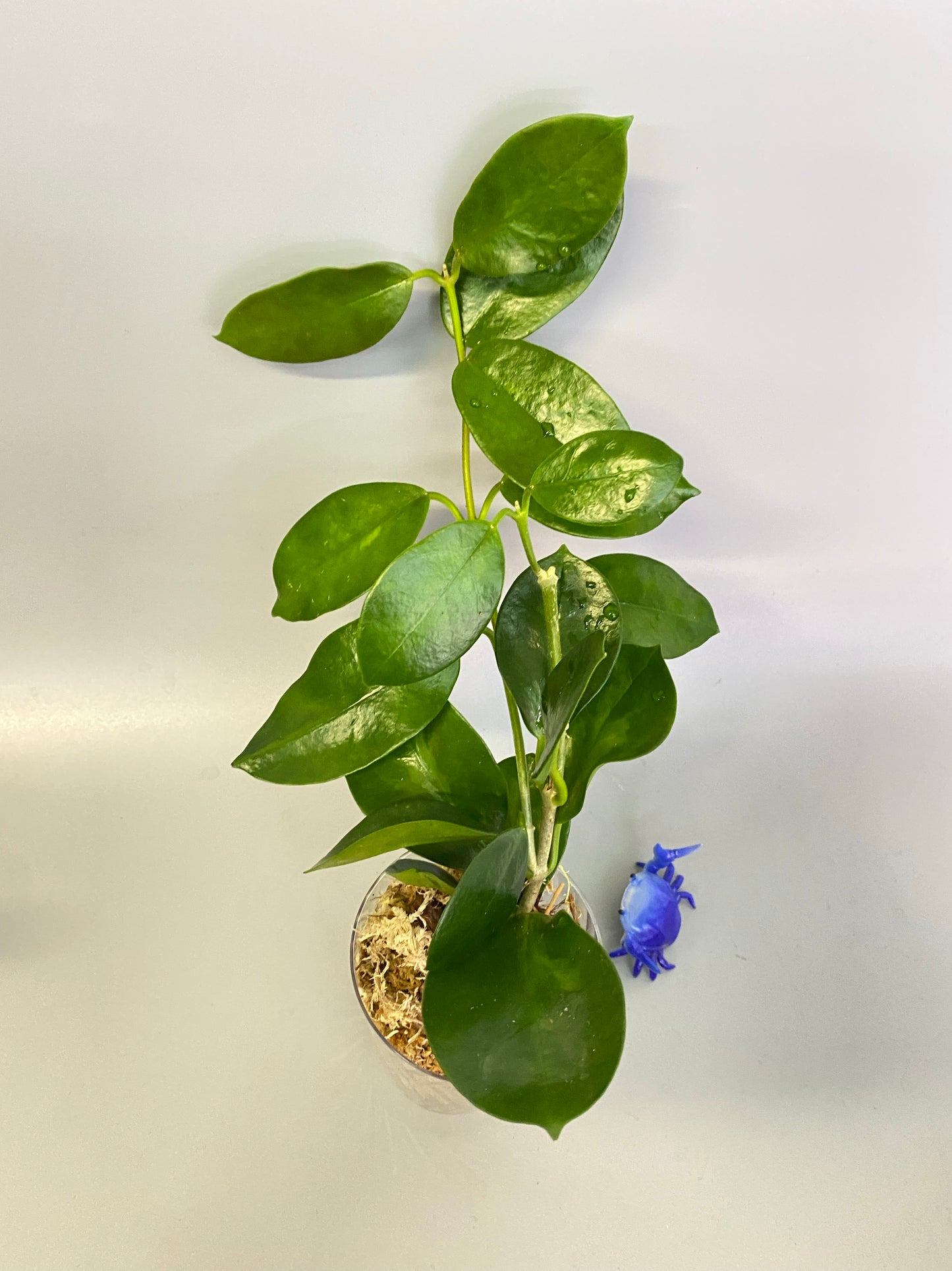 Hoya australis - has some roots