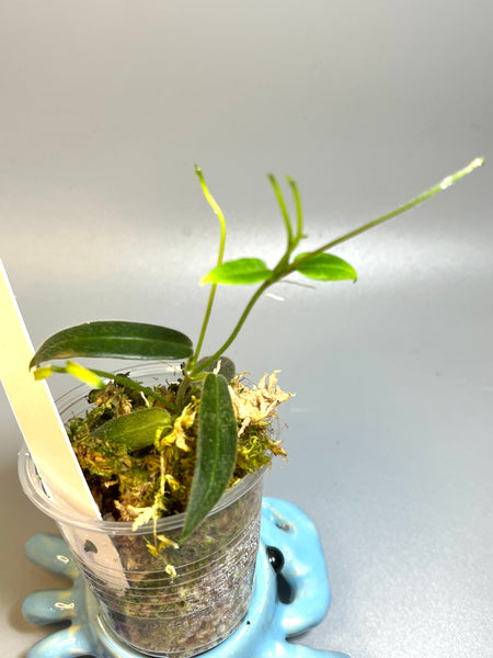 Hoya hypolasia - active growth