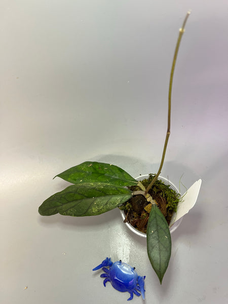 Hoya epc etga - active growth