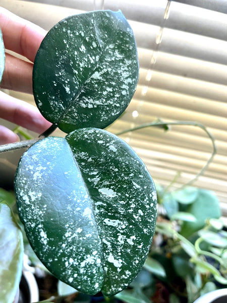 Hoya carnosa freckles splash - fresh cut 2 leaves - unrooted