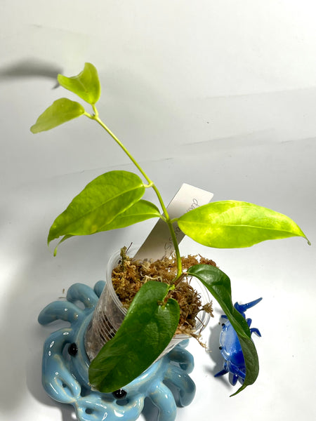 Hoya danumensis - active growth