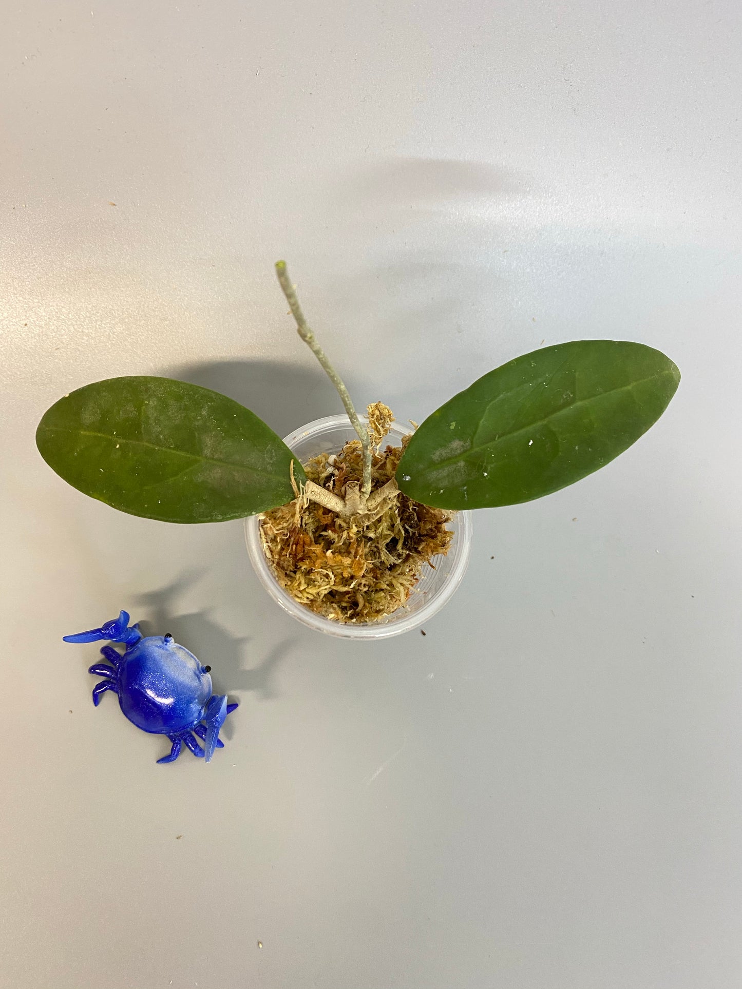 Hoya parasitica - unrooted