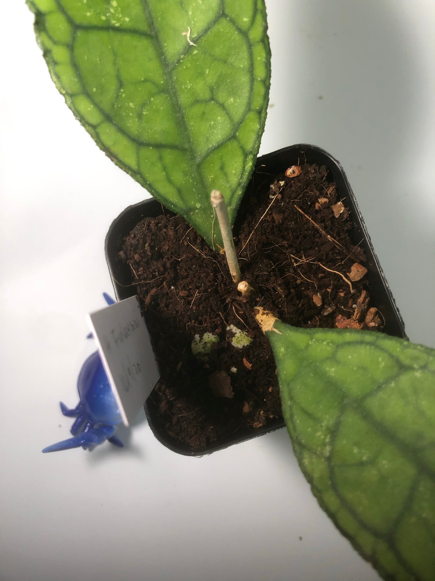 Hoya Finlaysonii Big leaf