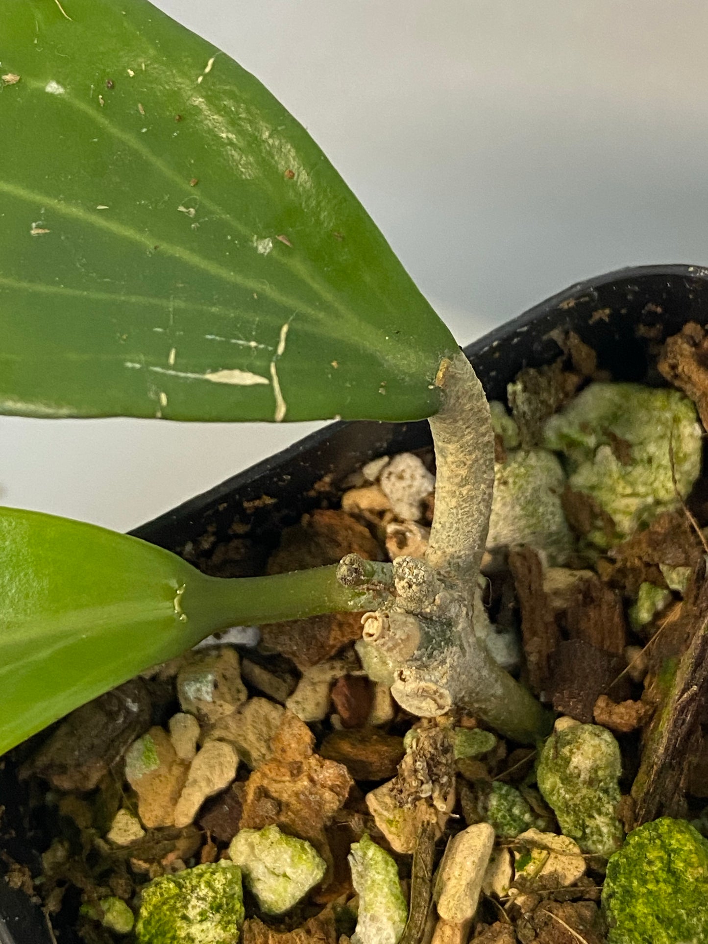 Hoya Ah-129 merrillii long leaf - active growth