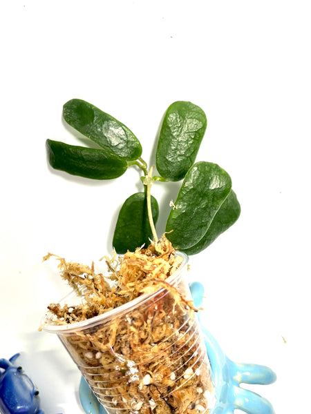 Hoya rotundiflora - 3 nodes - Unrooted