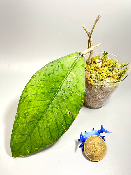Hoya sp aceh  - active growth