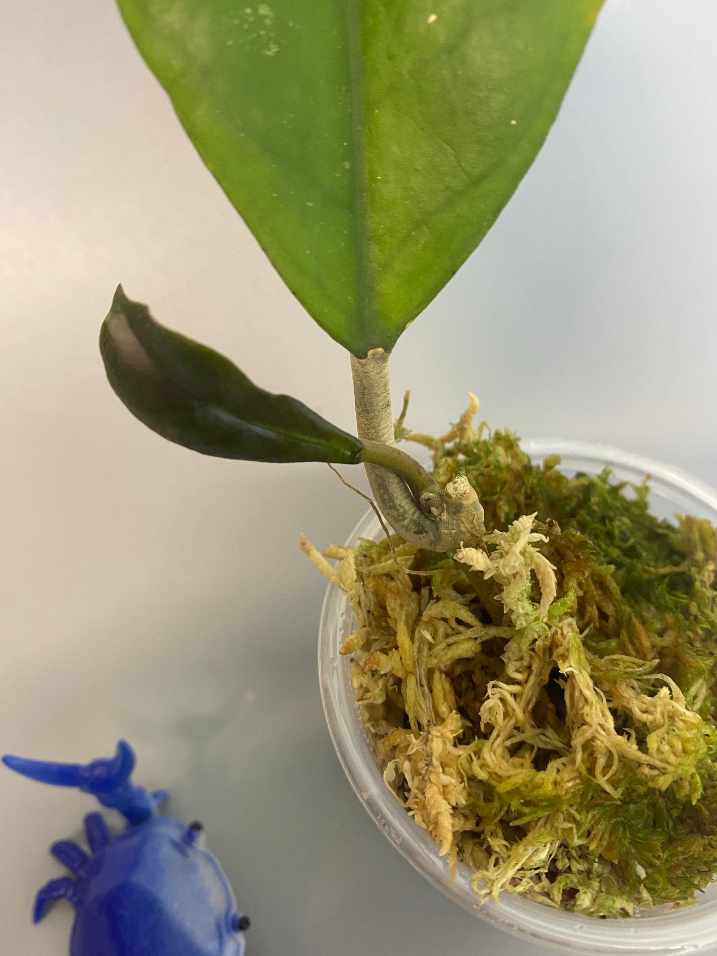 Hoya viola (deykeae x vitellina) with active growth.