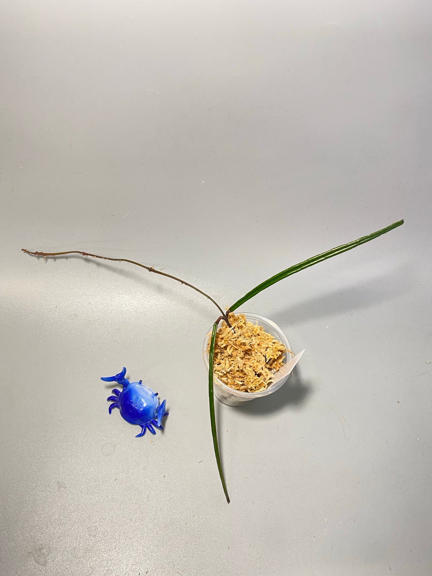 Hoya Insularis - Unrooted