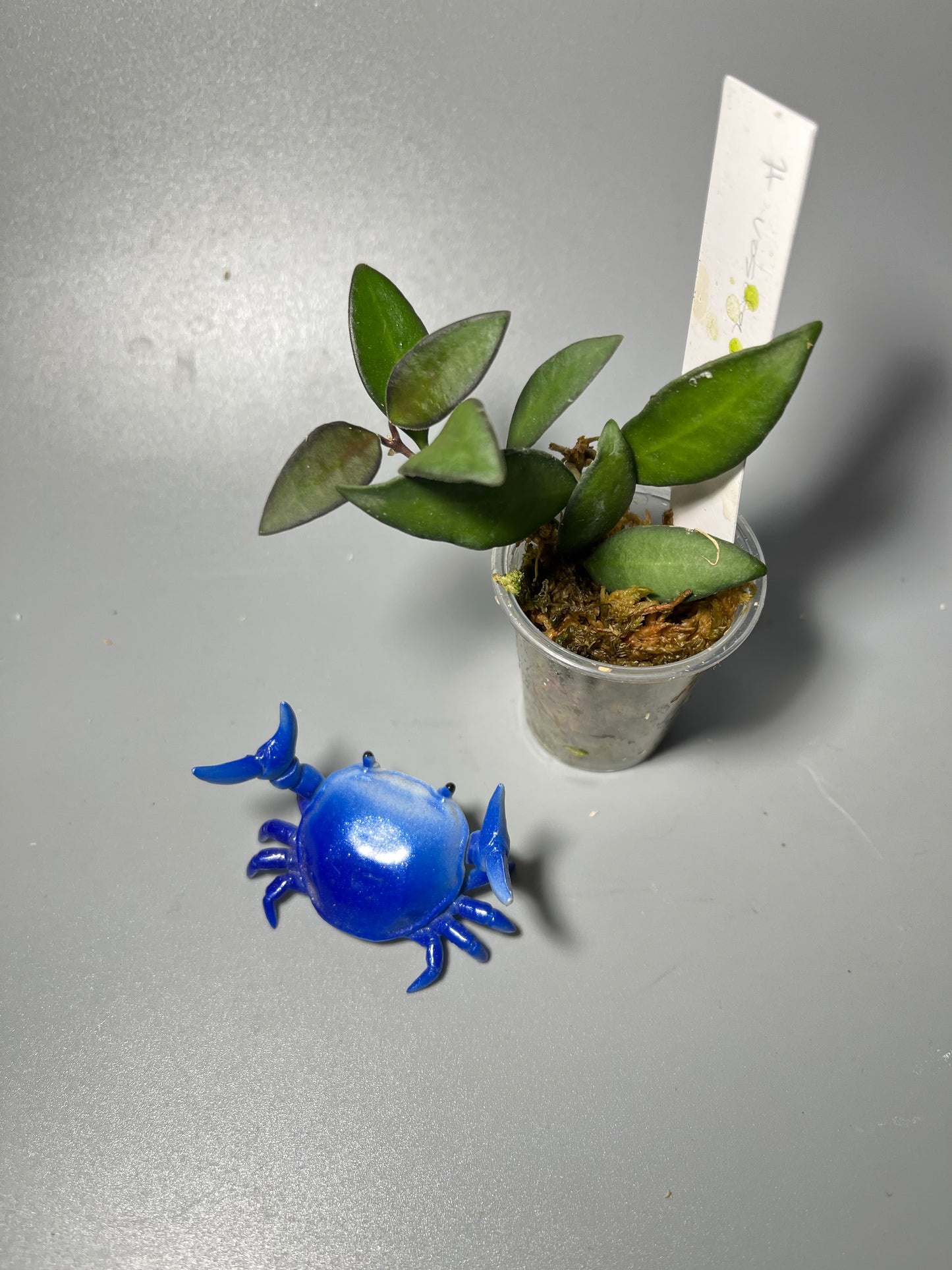 Hoya ‘rosita’- with active growth