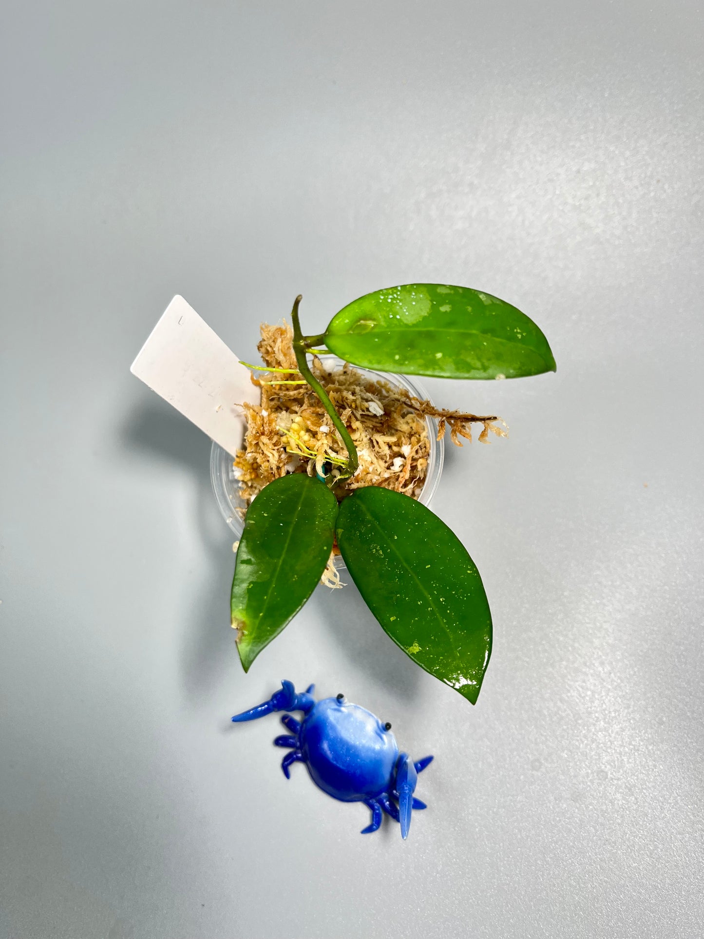 Hoya Silver lady (xiaojie 003) reverted - starting to root