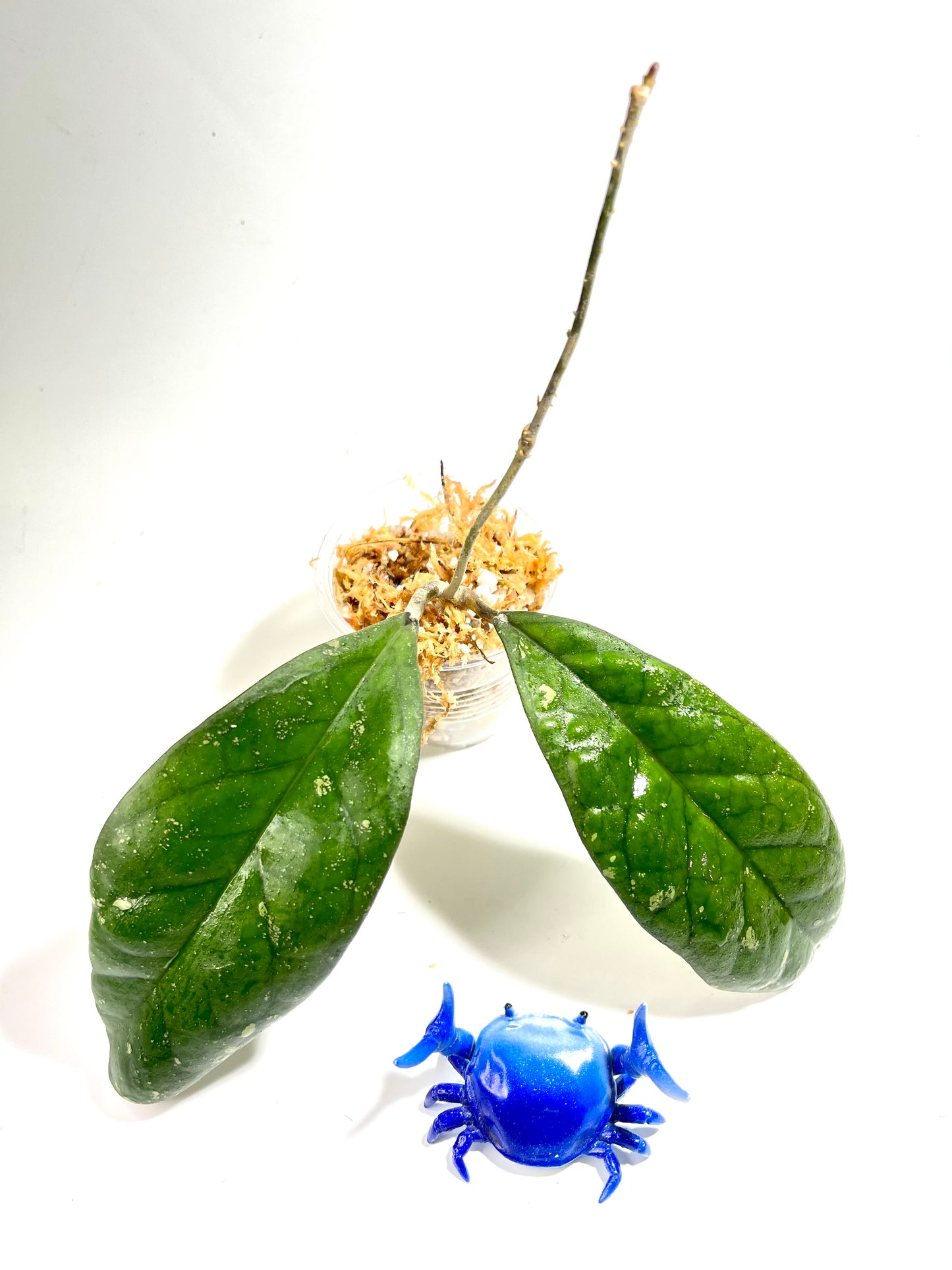 Hoya leoensis (viola x fuscomarginata) - 2 nodes / 2 leaves - unrooted