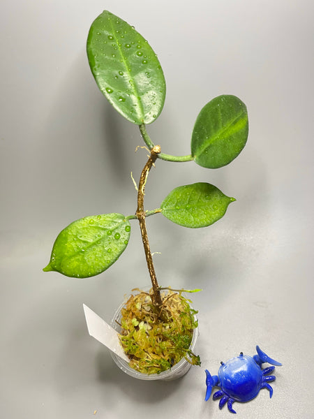 Hoya megalaster - active growth