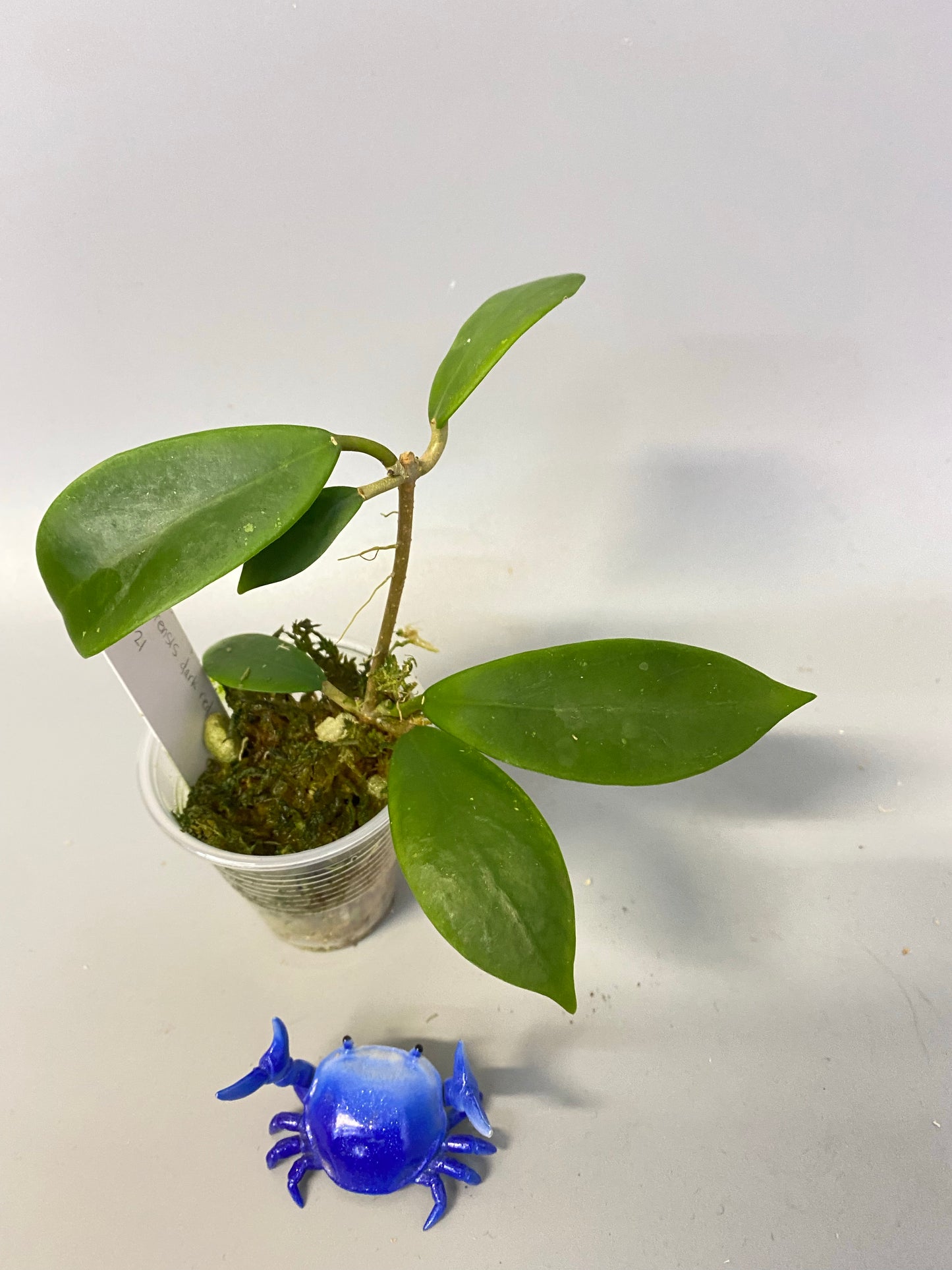 Hoya mindorensis dark red - has roots