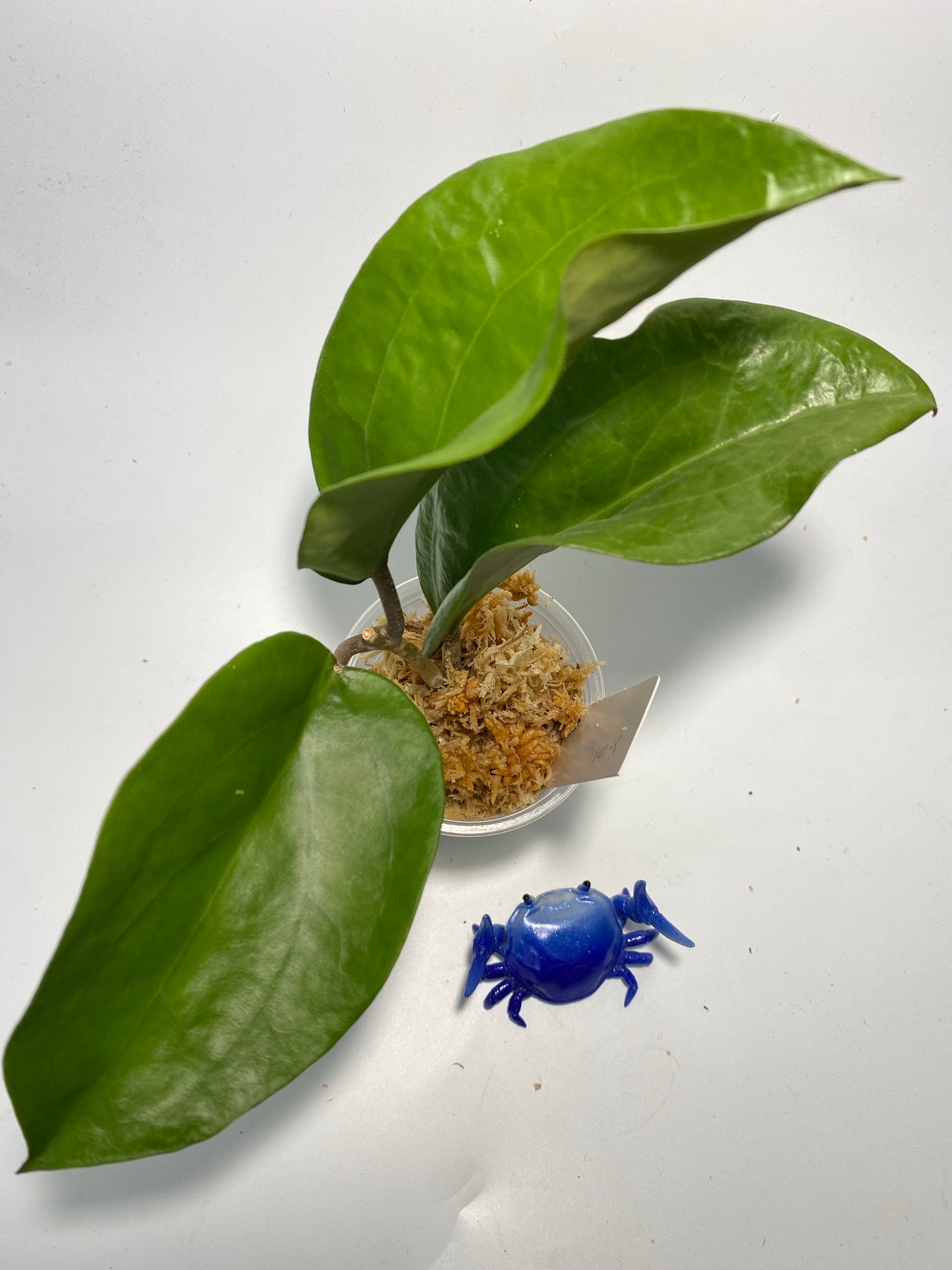 Hoya surigaoensis - unrooted