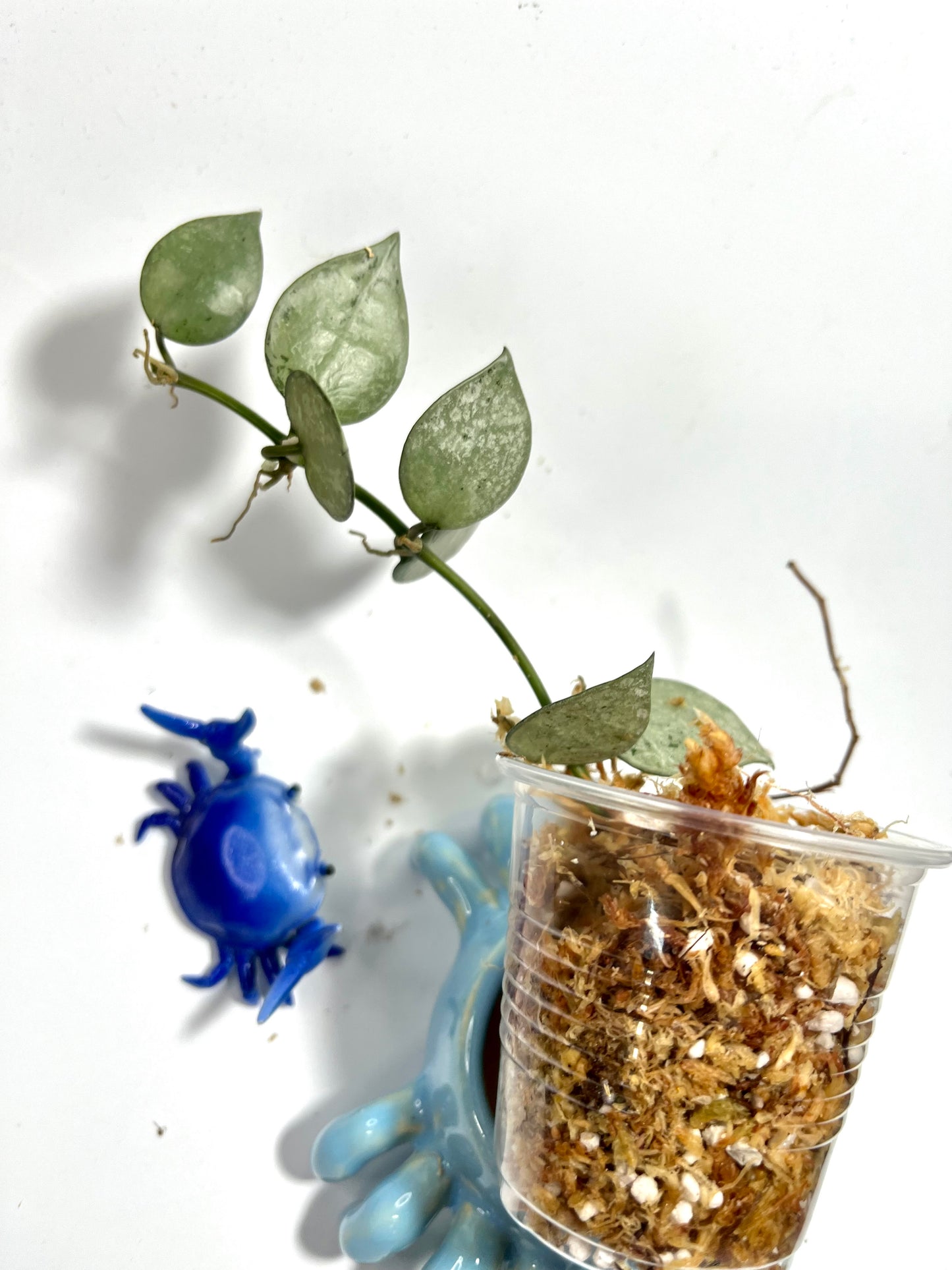 Hoya super silver krohniana (eskimo) - Unrooted