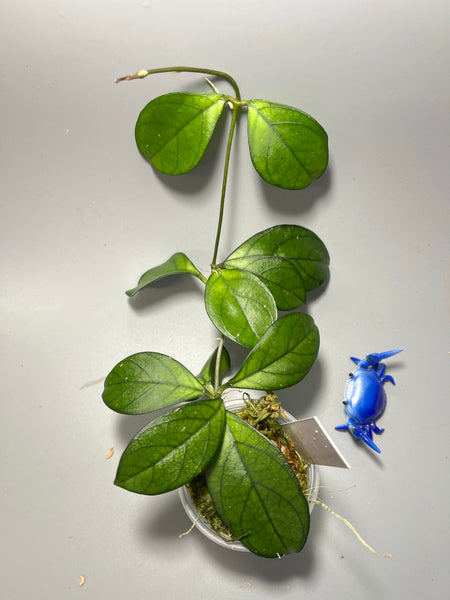 Hoya hainanensis - active growth