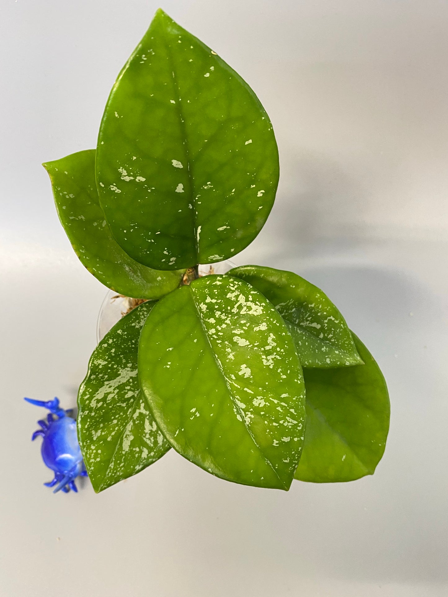Hoya carnosa freckles splash - starting to root