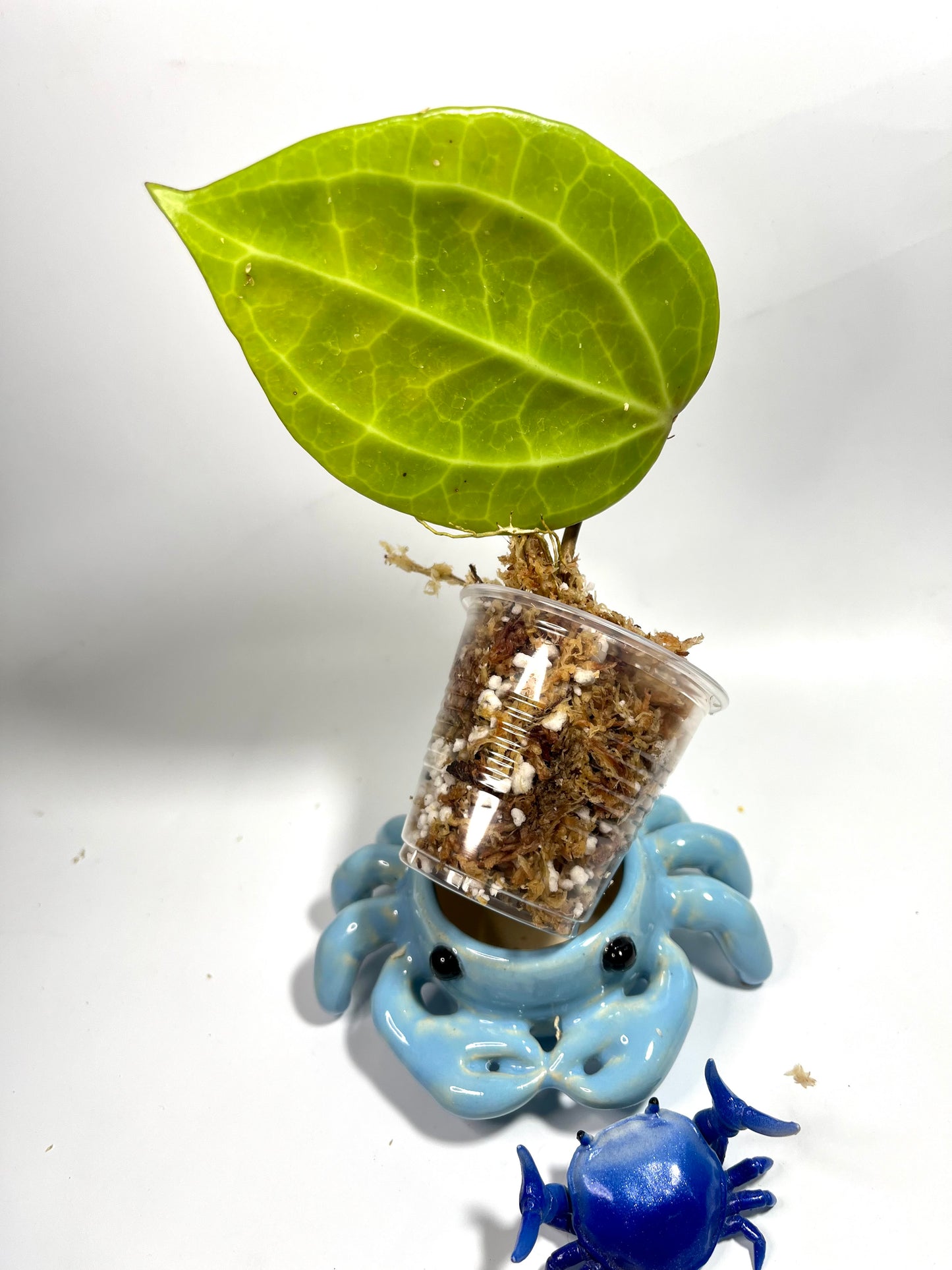 Hoya sulawesi GPS 8867 - Unrooted