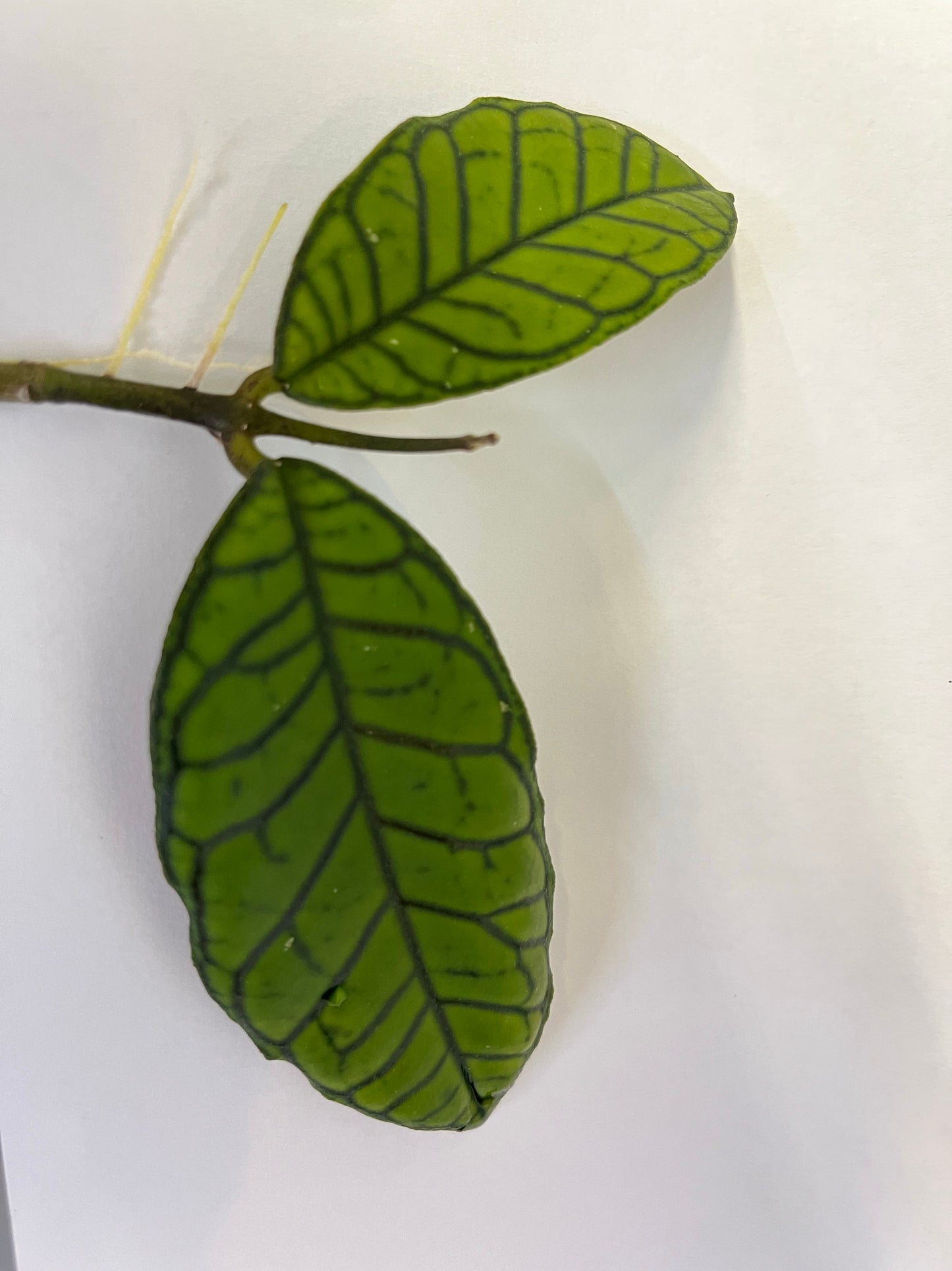 Hoya gunung gading - Unrooted