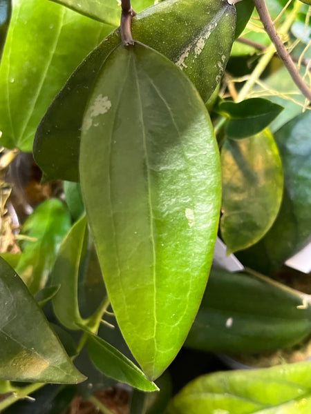 Hoya khao yai - - 1 node / 1 leaf - Unrooted