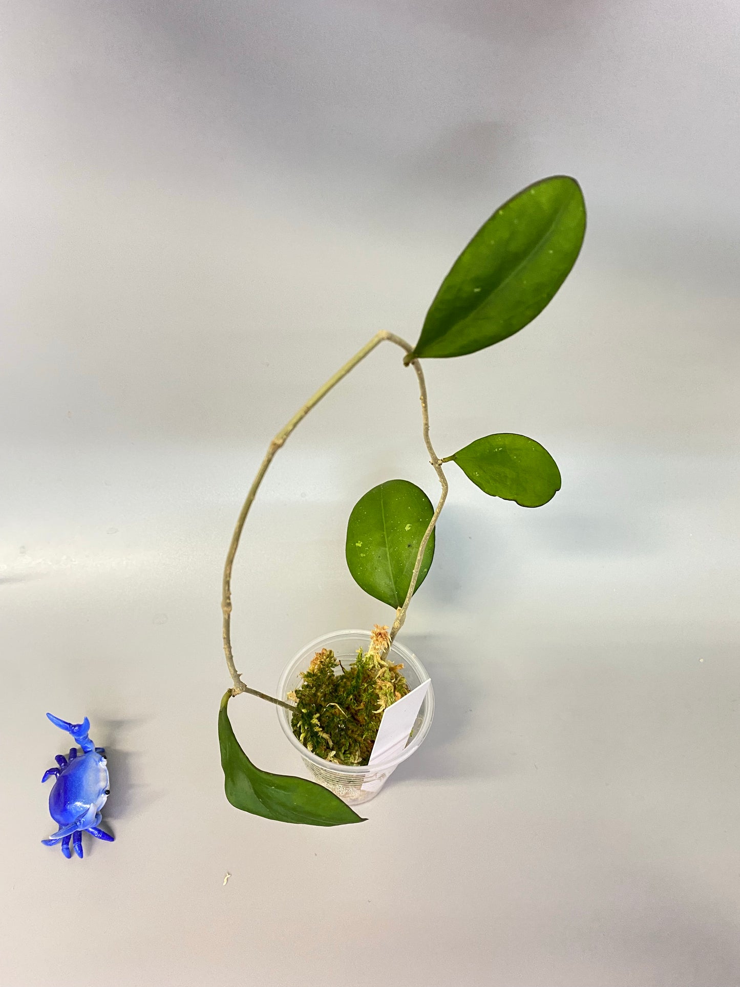 Hoya nathalie (erythrostemma x Joy) - has roots