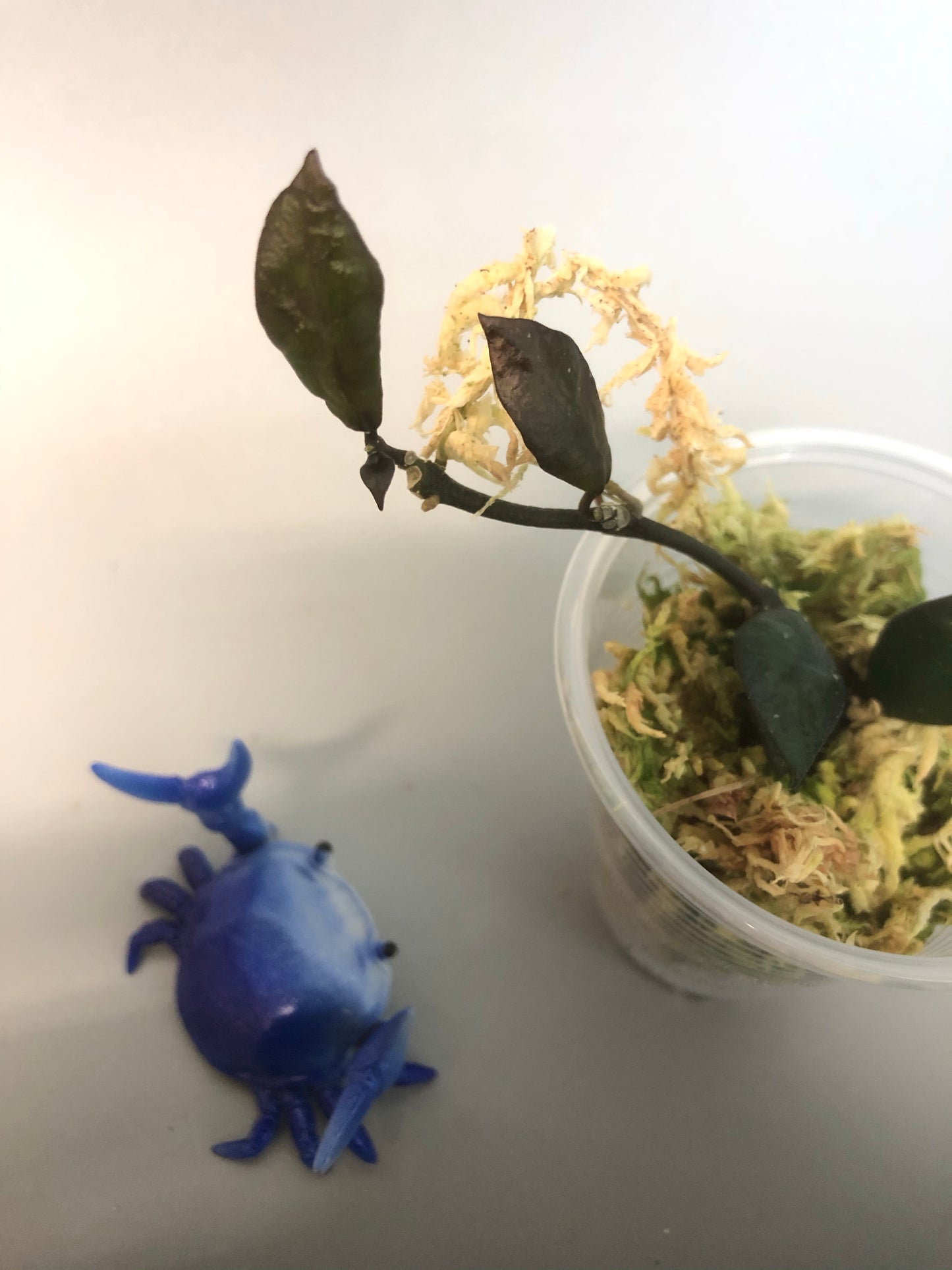 Hoya krohniana black - with new growth