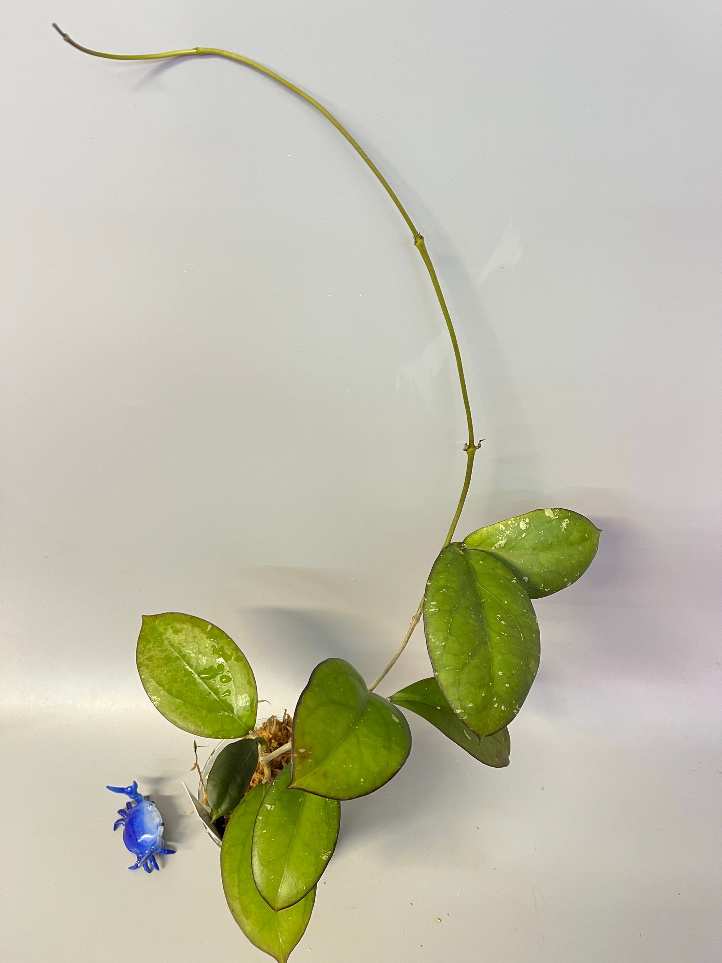 Hoya luckii - new hybrid - vitellina pink x unknown - starting to root