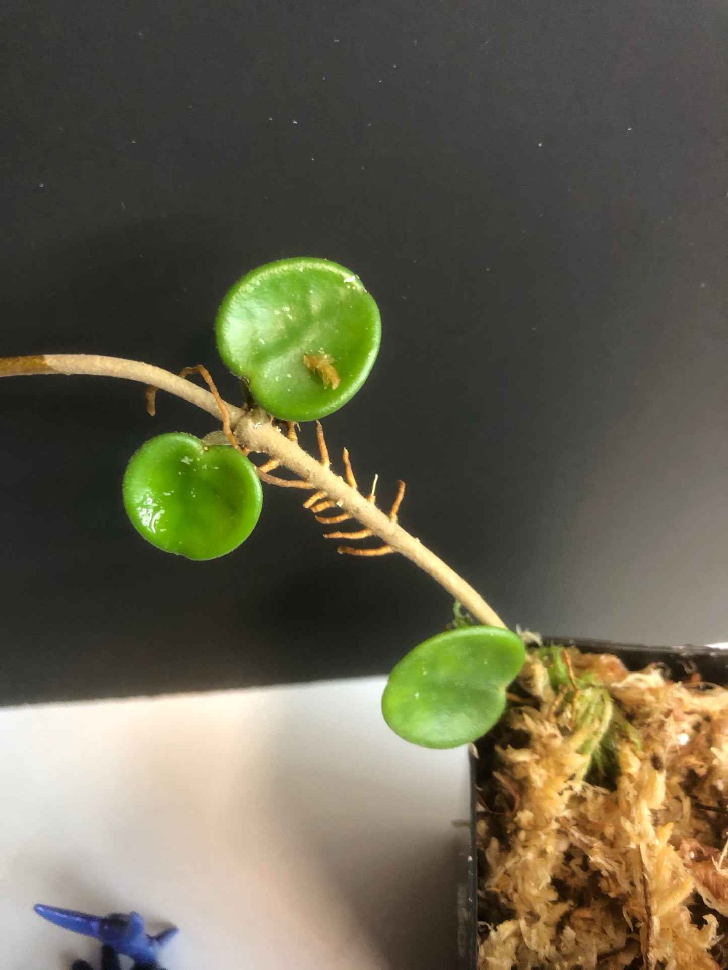 Hoya mathilde (carnosa x serpens) with some root.