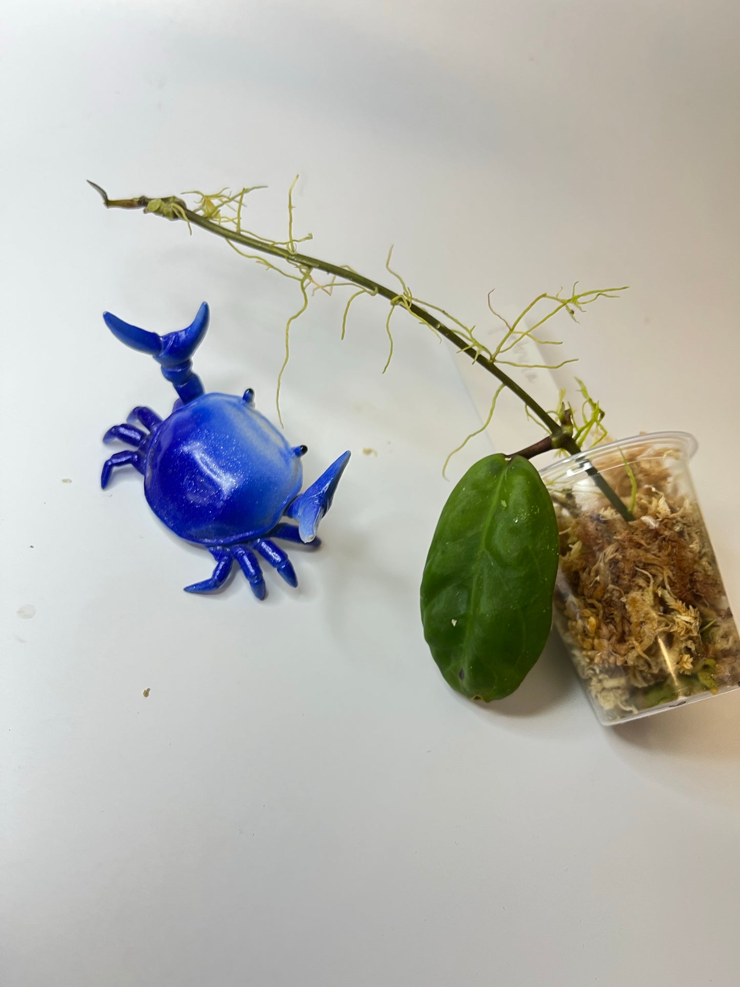 Free addon - Hoya patricia - Darwinii x Elliptica - Unrooted