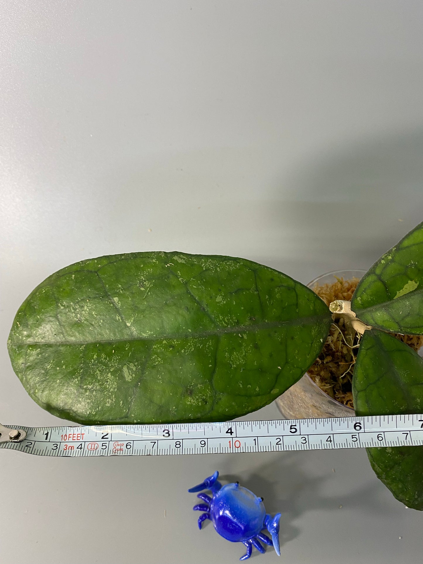 Hoya finlaysonii snow splash - has some roots