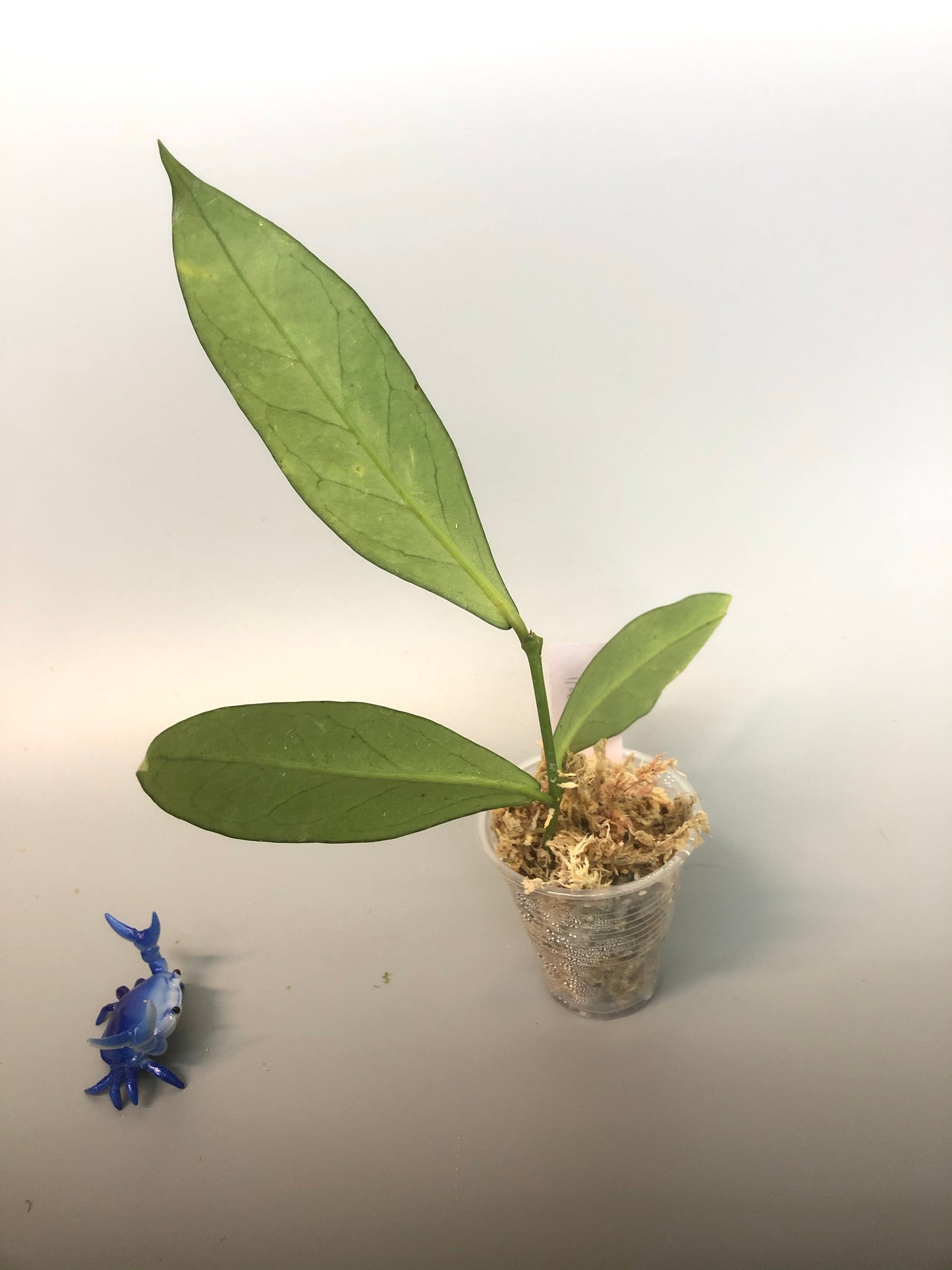 Hoya lobbii - starting to root