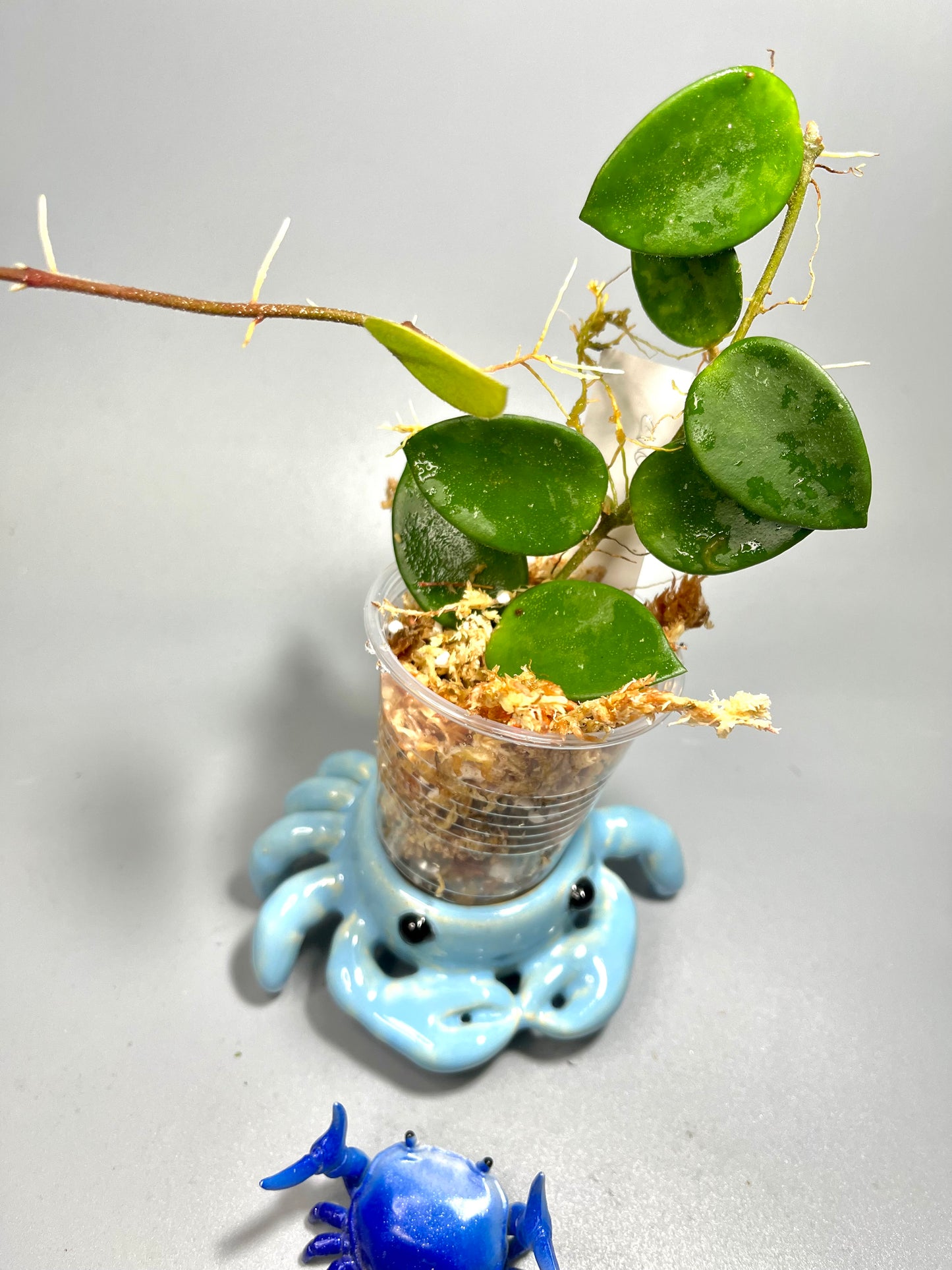 Hoya cv chouke - Unrooted