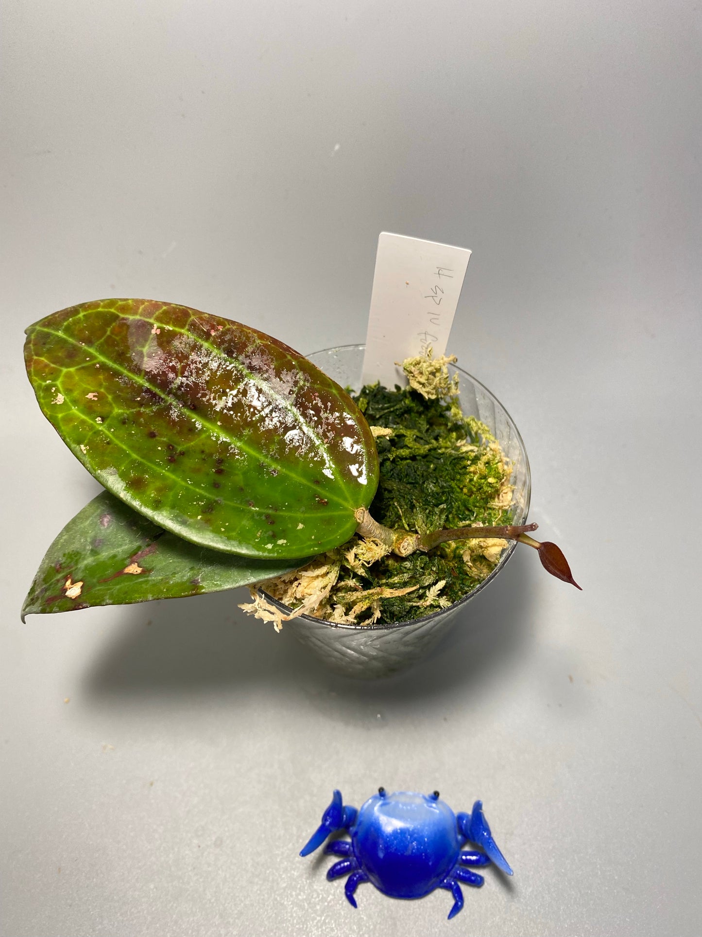 Hoya sp IV from WMZ - active growth