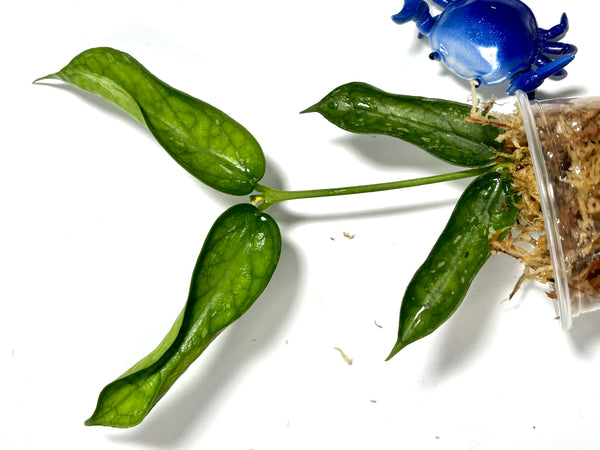 Hoya pandurata vietnam - Unrooted
