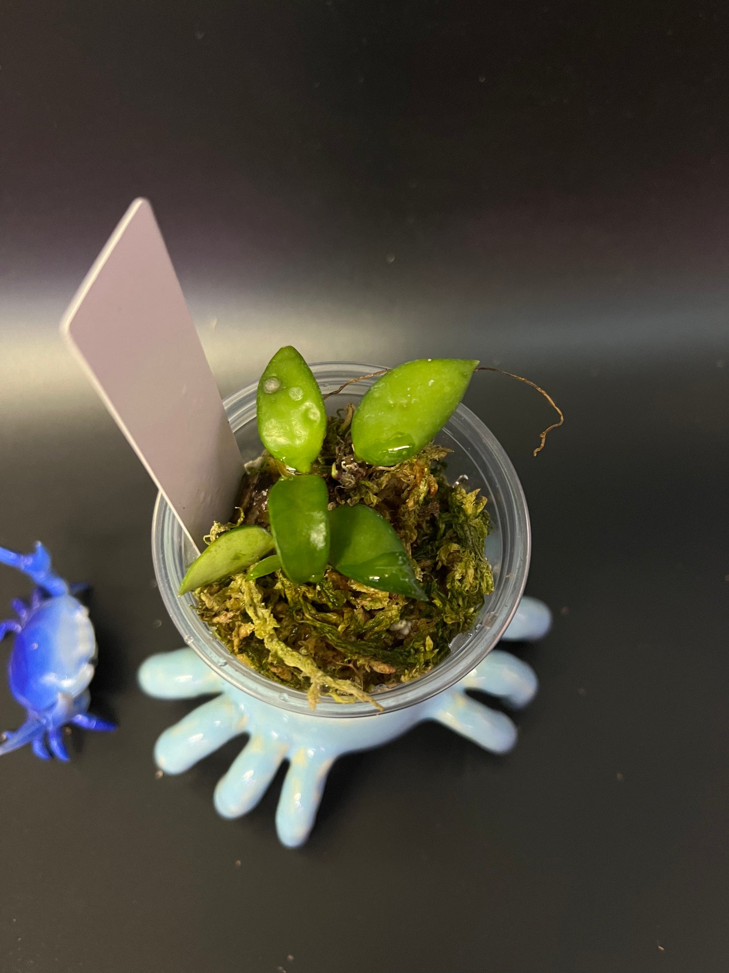 Hoya cupula - starting to root