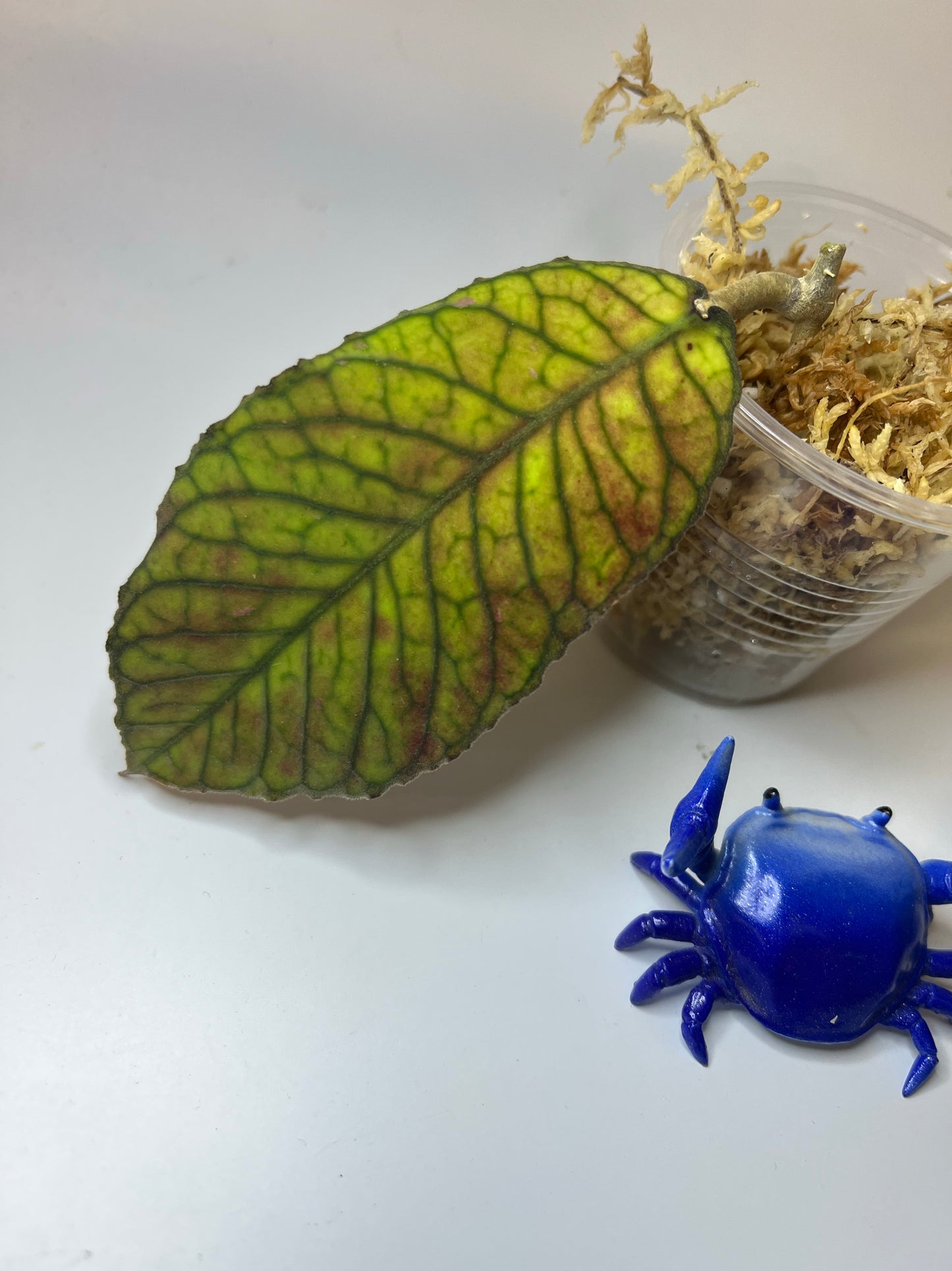 Hoya sabah - Unrooted