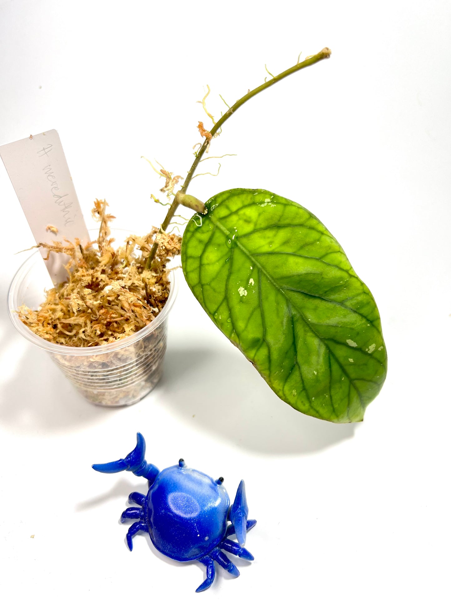 Hoya meredithii - Unrooted