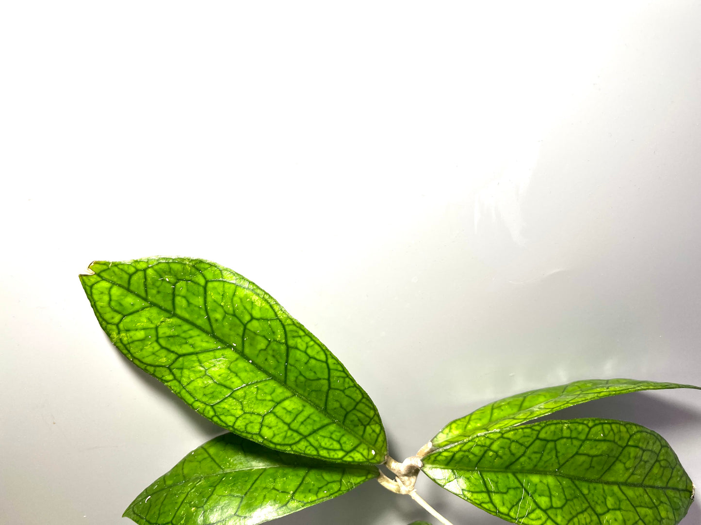 Hoya cv Ann - fresh cut - Unrooted