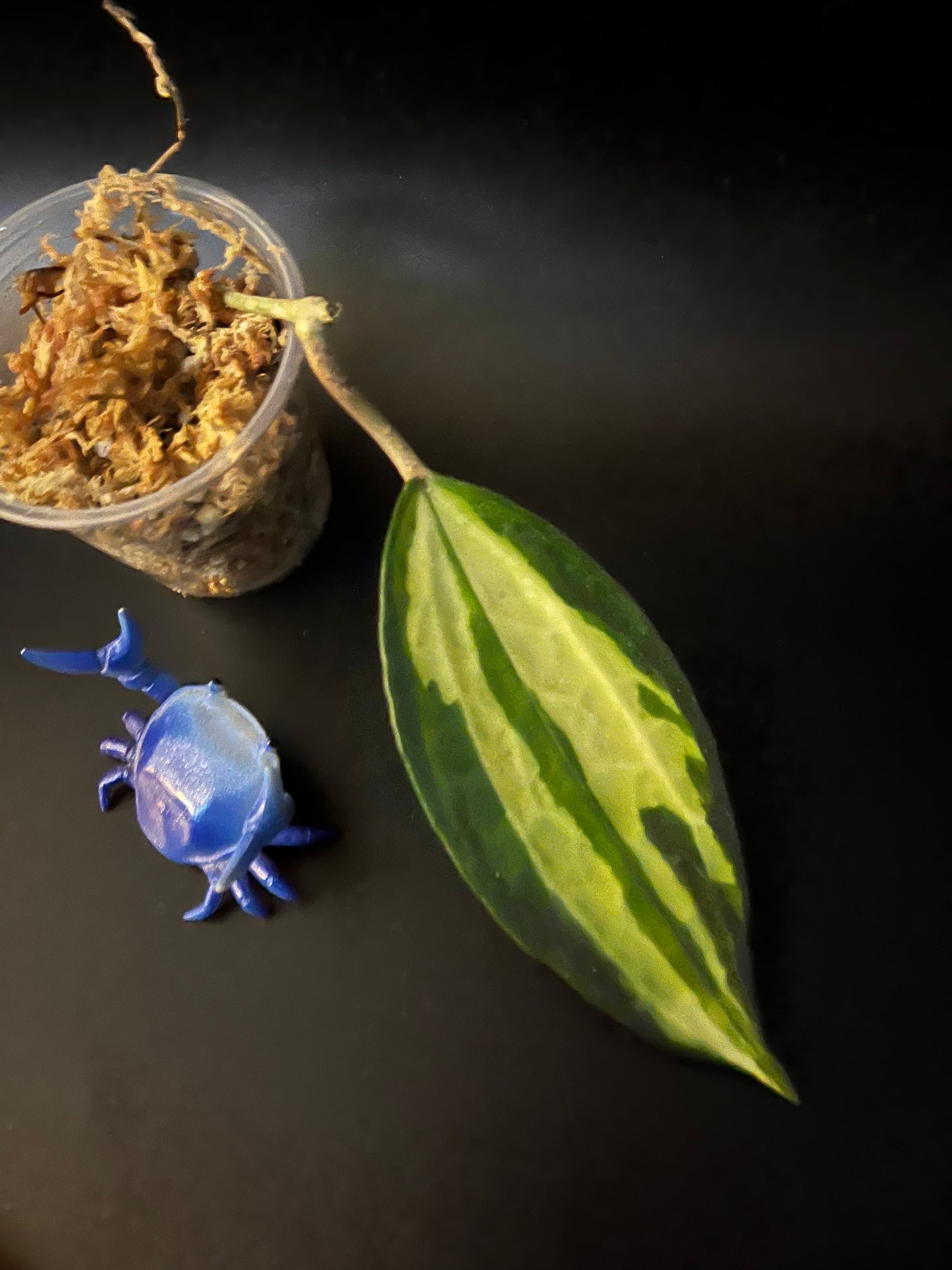 Hoya macrophylla pot of gold - Unrooted