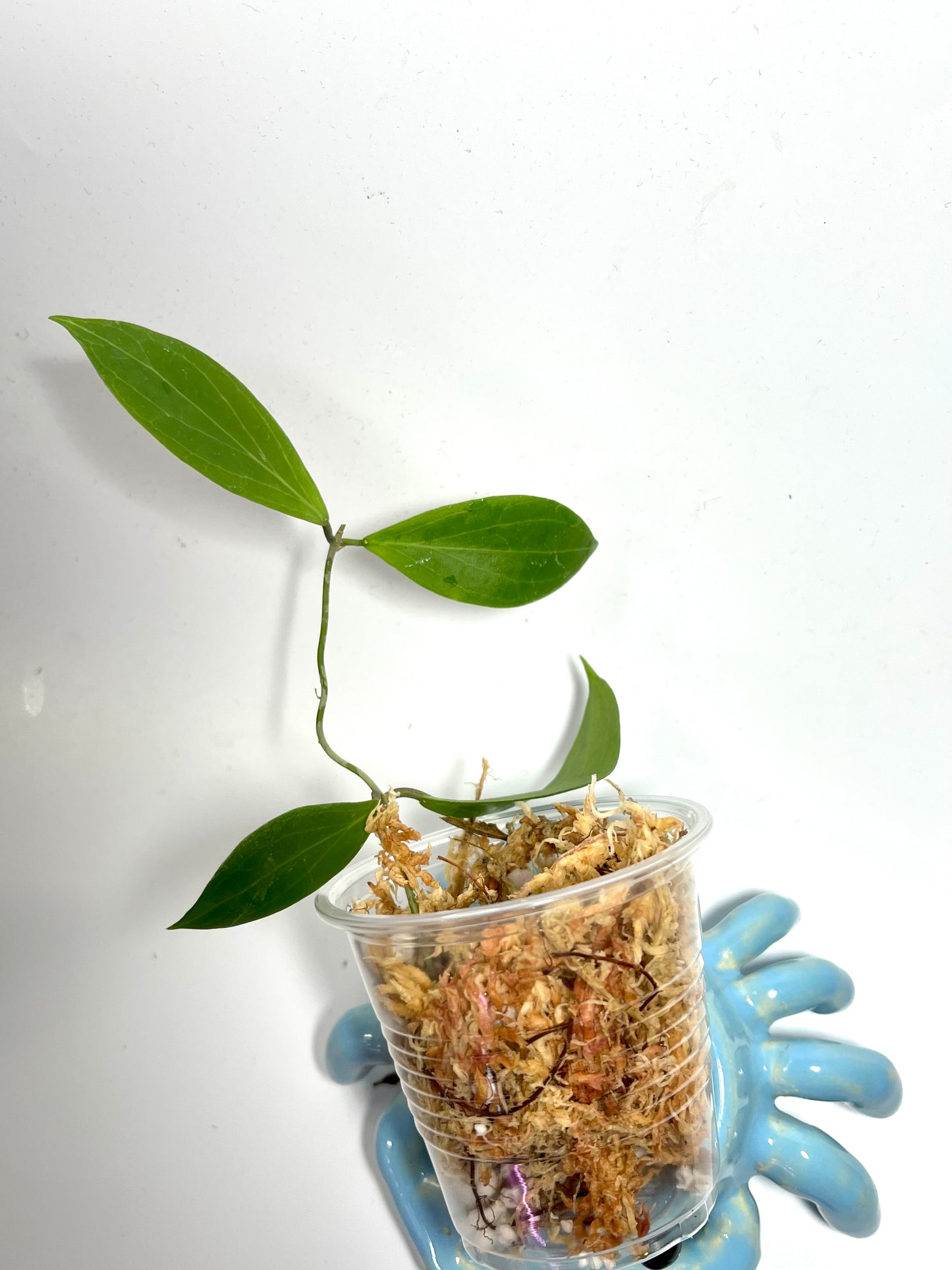 Hoya sp MPR02 - IML 1866 - Unrooted