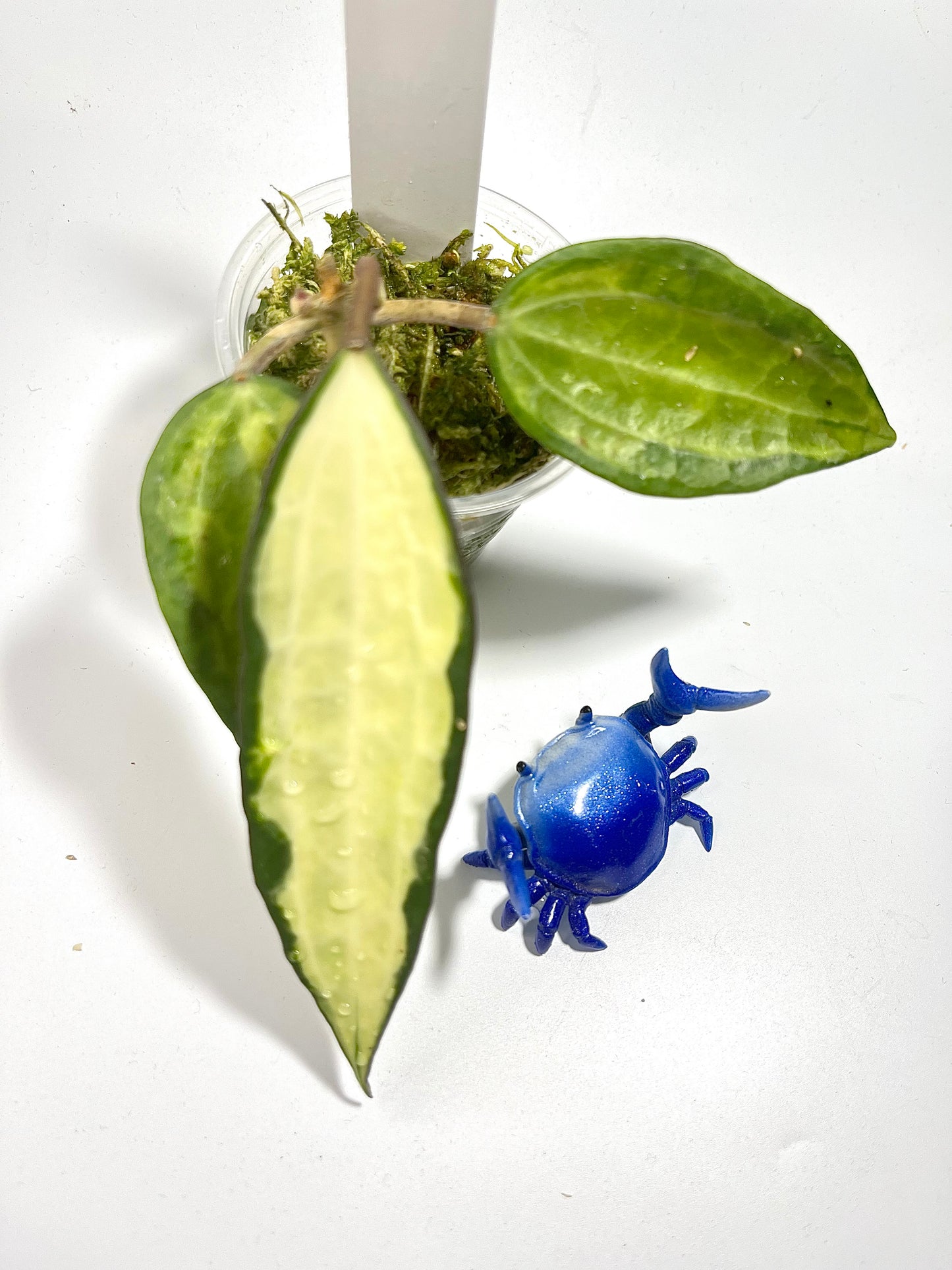 Hoya macrophylla pot of gold - has some roots