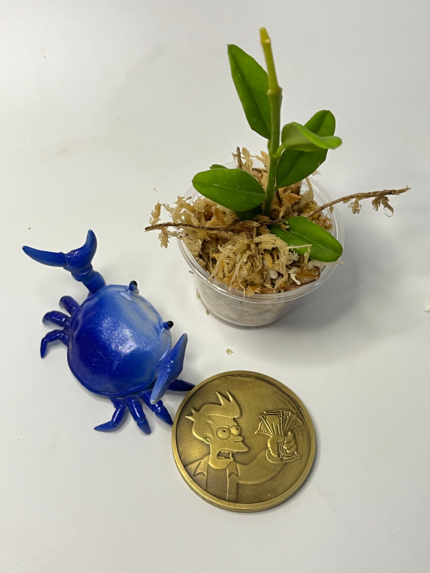 Hoya vaccinioides - Unrooted