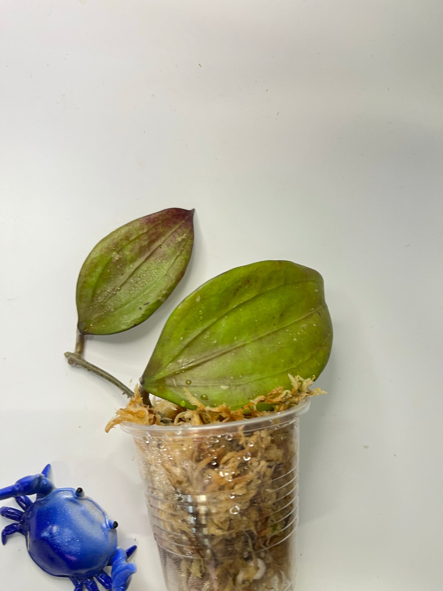 Hoya Rigida Nakhon - unrooted
