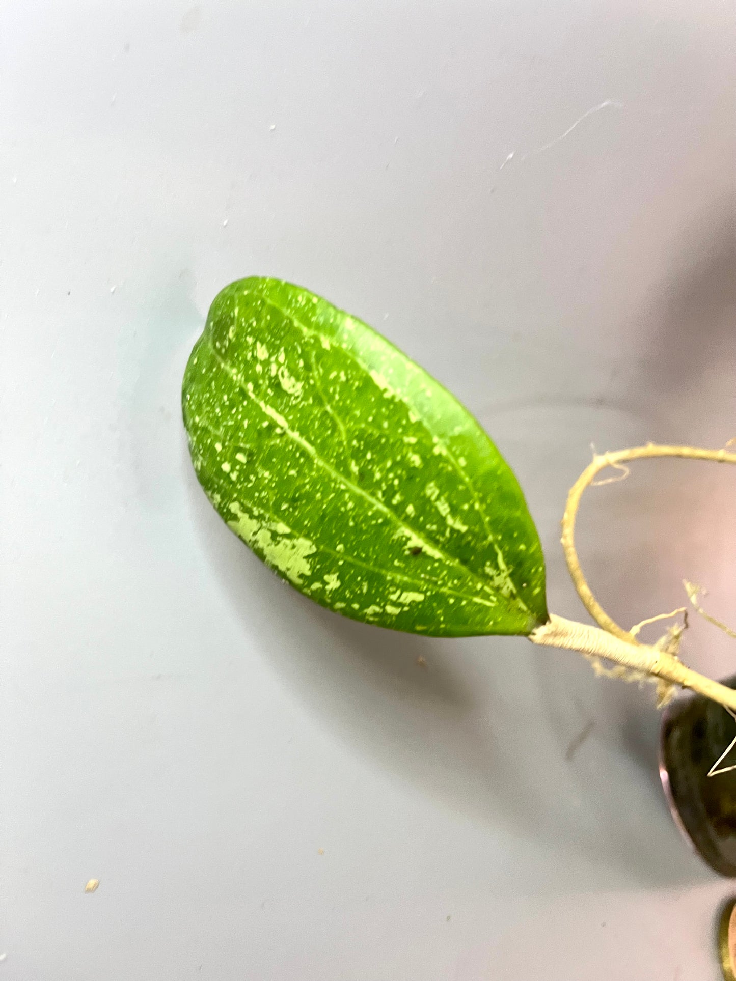 Hoya ‘Michele’ - active growth