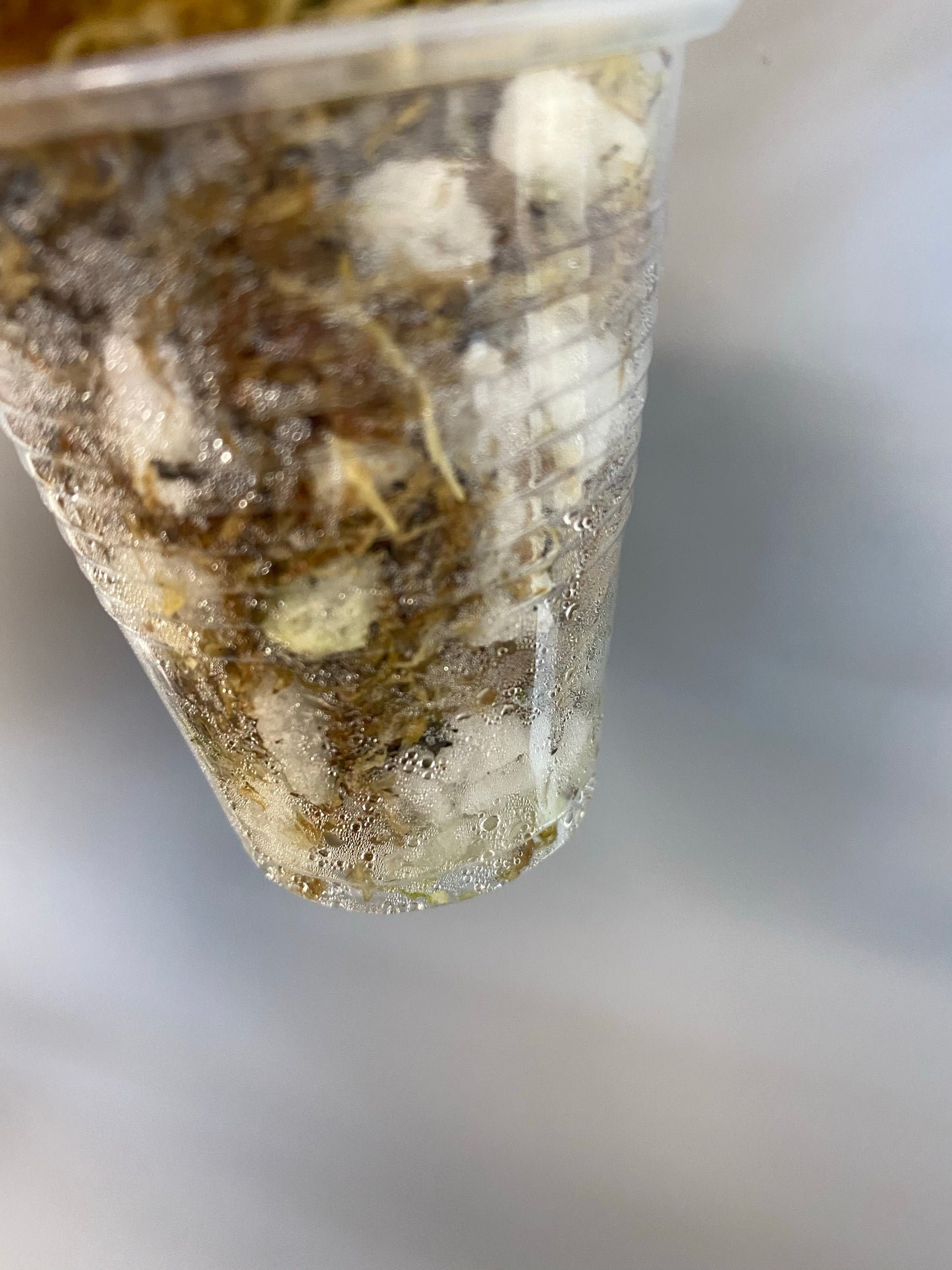 Hoya BP01 - starting to root